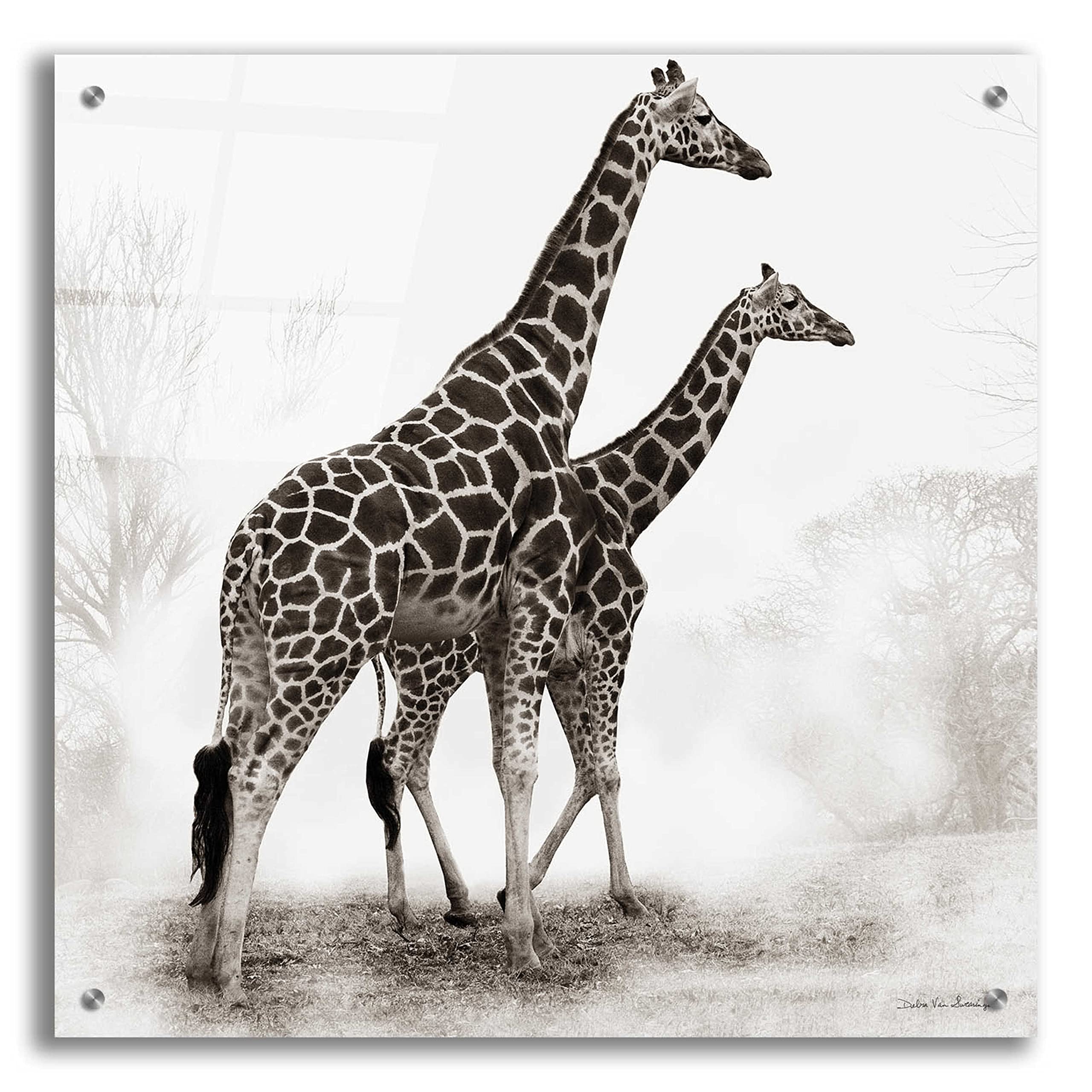 Debra Van Swearingen Giraffe III Acrylic Glass Wall Art - 24x24 Inch Modern Animal Painting for Living Room, Bedroom & Office Decor