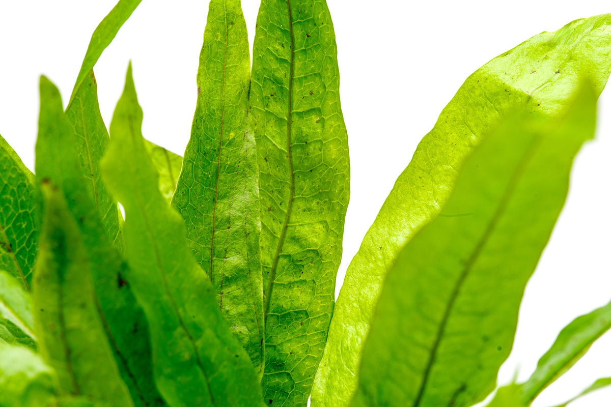 Microsorum Pteropus (Java Fern) - Live Aquatic Plant for Freshwater Aquariums, Fish Tanks & Terrariums - Easy Low Light Aquarium Plants for Beginners