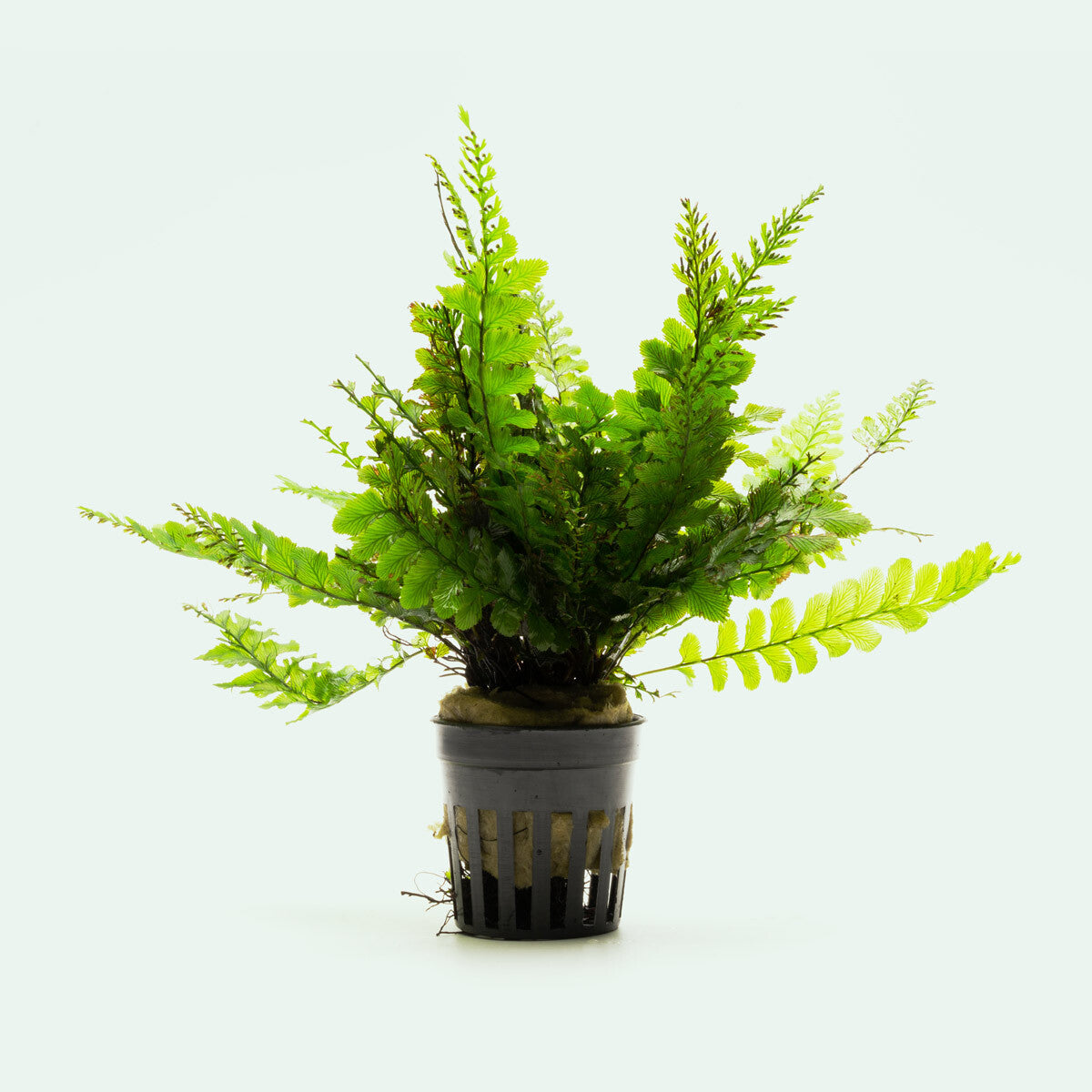 Trichomanes Javanicum Fern - Rare Tropical Fern Plant for Home & Garden Decor | Perfect for Terrariums, Indoor Gardens, and Botanical Displays