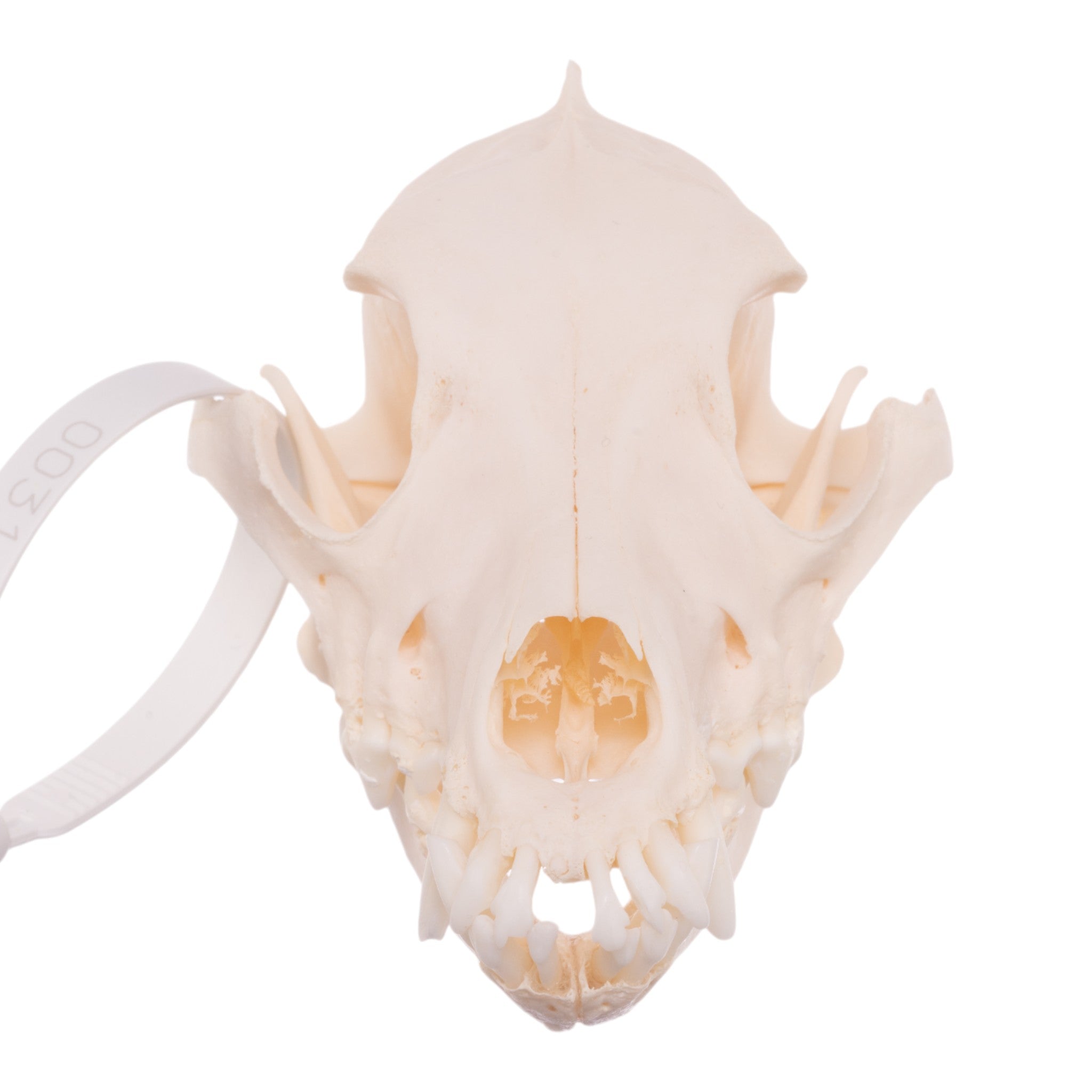 Authentic Schnauzer Dog Skull - Real Domestic Canine Specimen for Veterinary Study, Taxidermy & Educational Displays