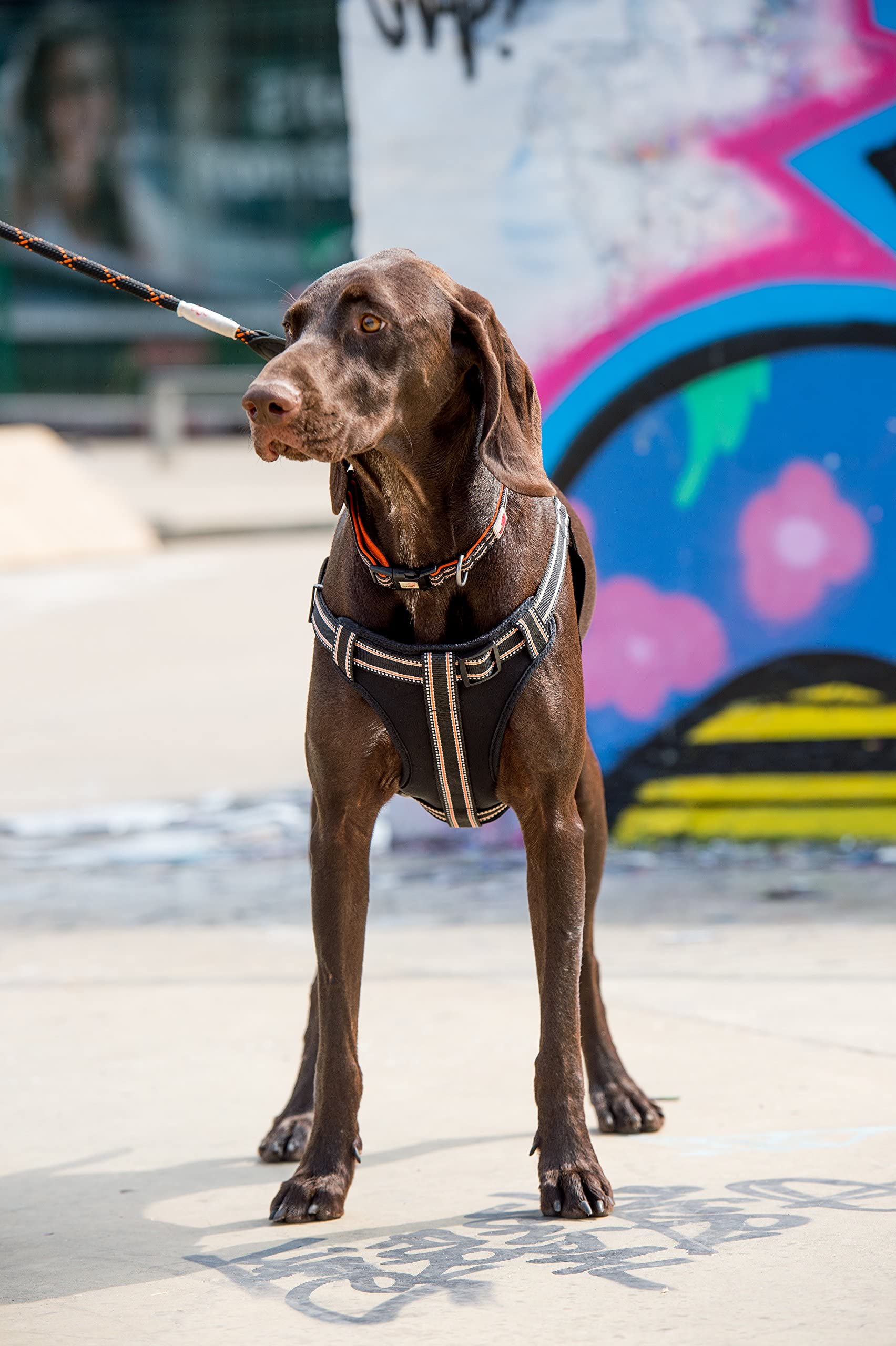 Reflective Padded Dog Harness for Small Dogs - Comfortable & Adjustable Pet Harness with Breathable Mesh - Perfect for Walking, Running & Outdoor Adventures (Black)