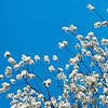 Flowering Dogwood Tree