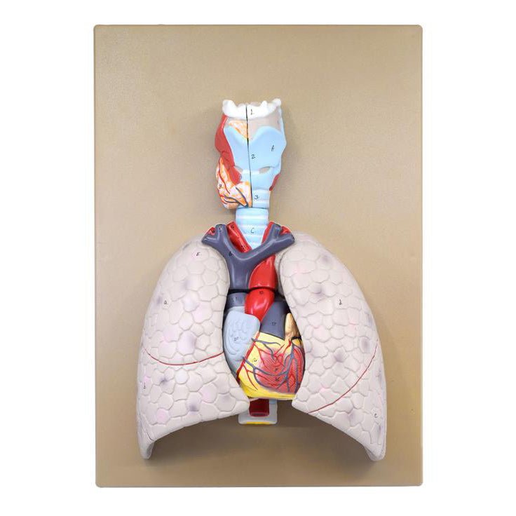 5-Part Heart and Lung Model - Human Anatomy Educational Tool for Medical Students, Doctors & Science Classrooms | Perfect for Biology Study, Patient Education & Medical Demonstrations