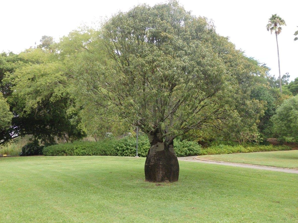 Brachychiton Rupestris - Queensland Bottle Tree Live Plant in 3 Gallon Pot | Rare Ornamental Tree for Landscaping & Drought-Tolerant Gardens | Perfect for Xeriscaping and Unique Home Decor