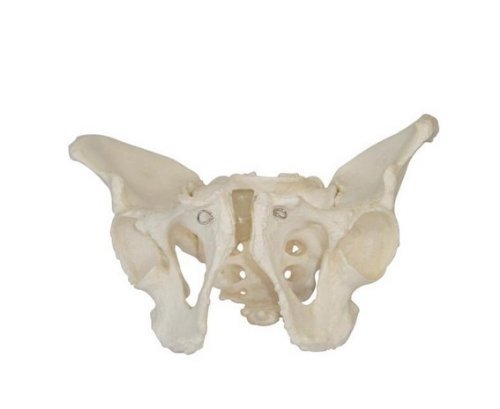 1:1 Life-Size Adult Male Pelvis Joint Anatomical Model - Detailed Simulation for Medical Education, Physical Therapy Training & Anatomy Study - Perfect for Classrooms, Labs & Healthcare Professionals