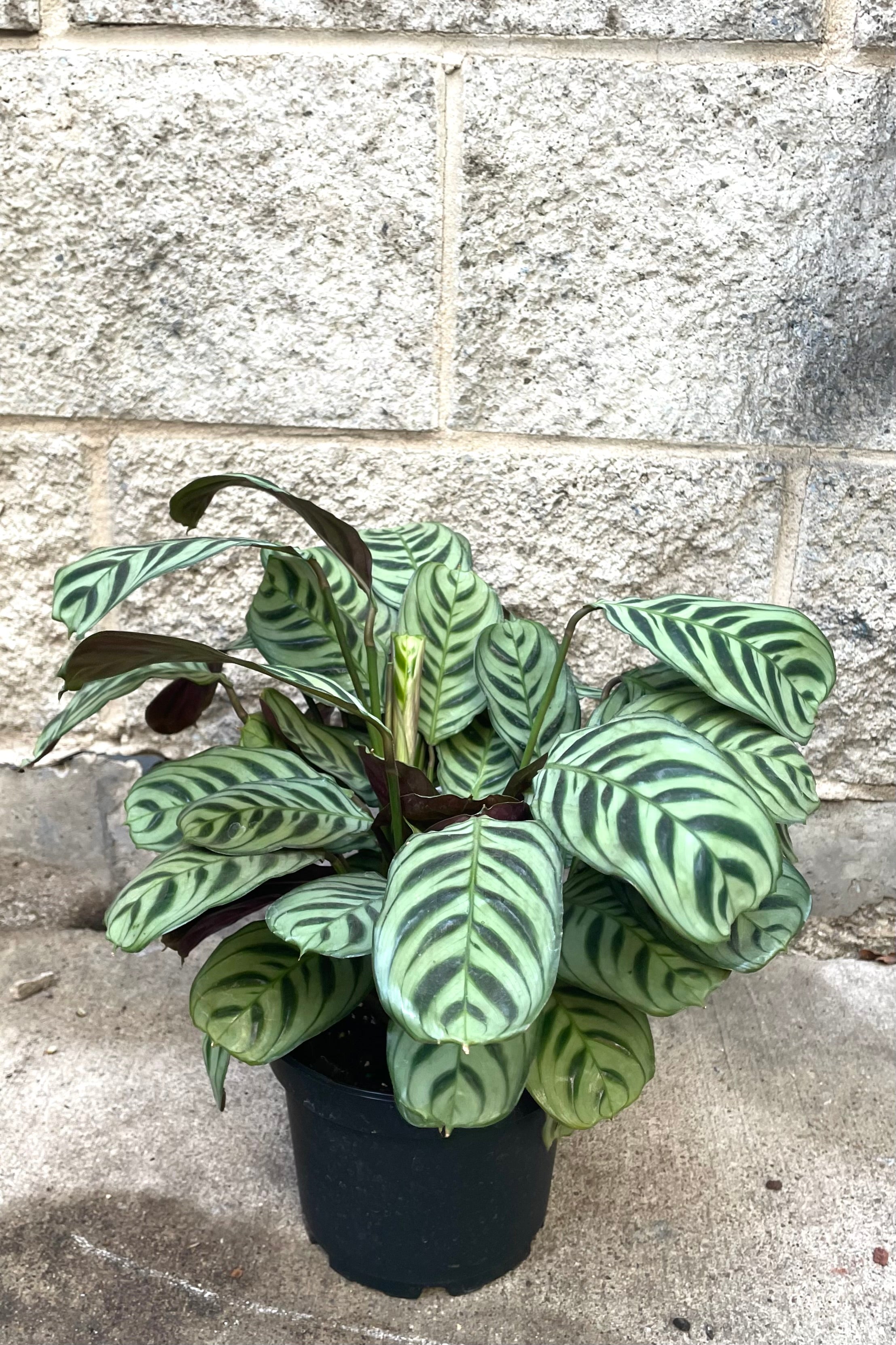 Ctenanthe Burle-Marxii - 6