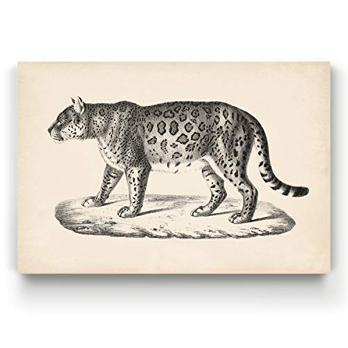 Brodtmann Female Leopard