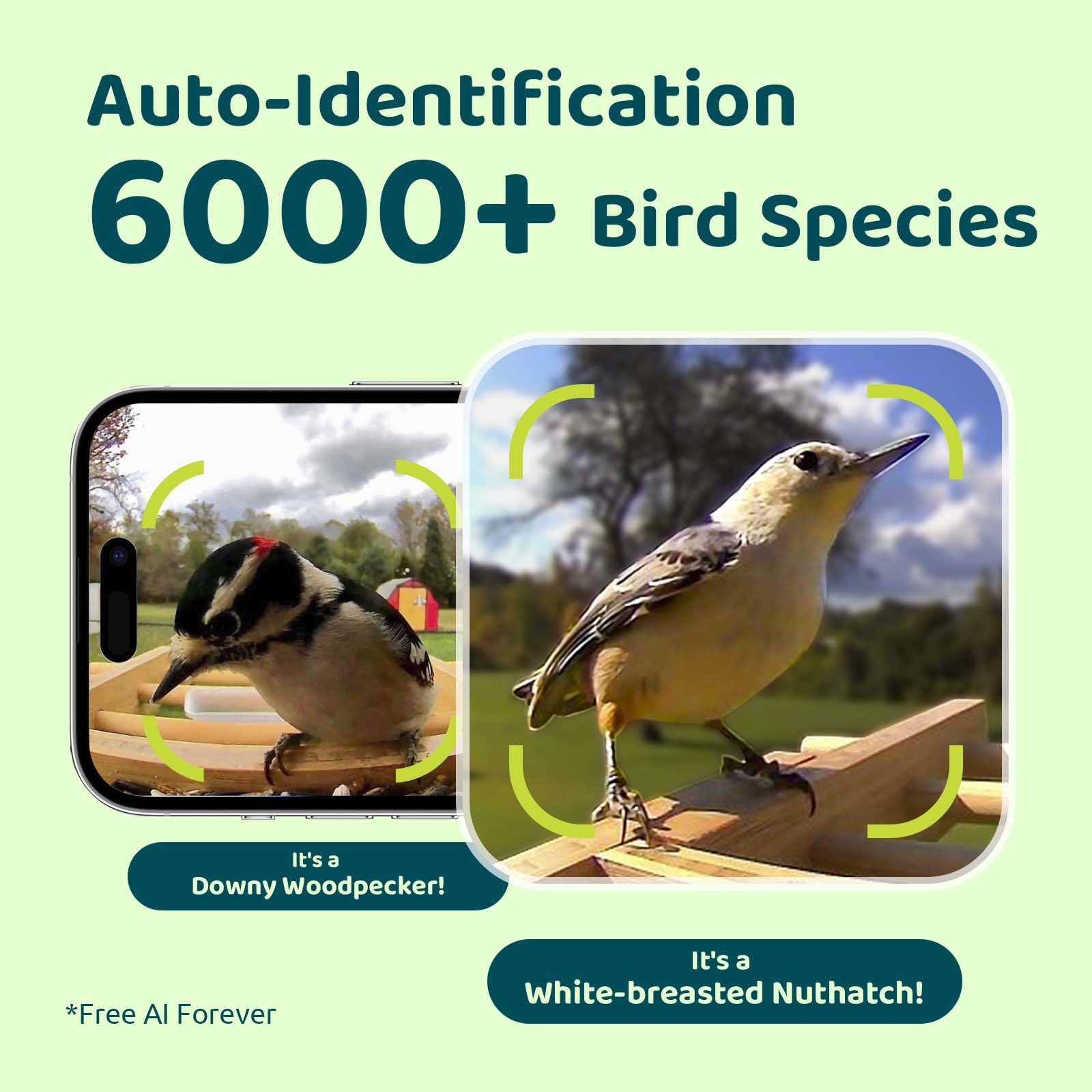 NETVUE by Birdfy AI Smart Bird Feeder with Camera - Solar Powered, 6000+ Bird Species Recognition & Motion Detection - Upgraded Bamboo Wood Design - Perfect for Bird Watching, Garden Monitoring & Nature Lovers - Great Gift Idea for Bird Enthusiasts