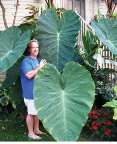 2 Giant Jack's Elephant Ear Bulbs for Tropical Gardens