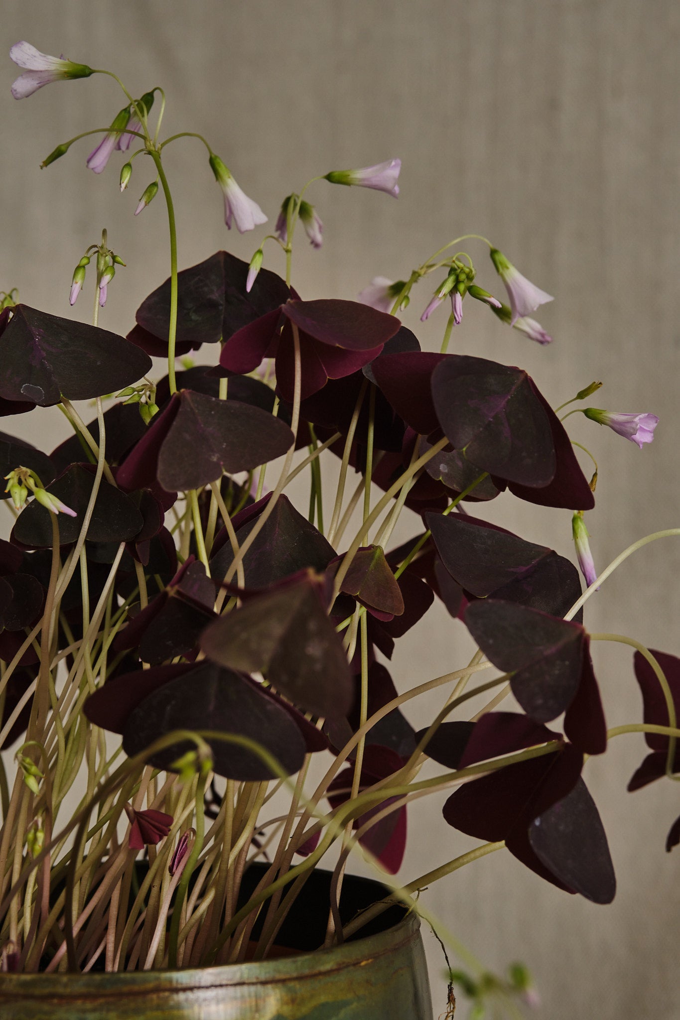 Oxalis Triangularis (Purple Shamrock) - Live Plant for Home & Garden Decor, Indoor Houseplant, Perfect for Windowsills, Terrariums, and Gift Giving