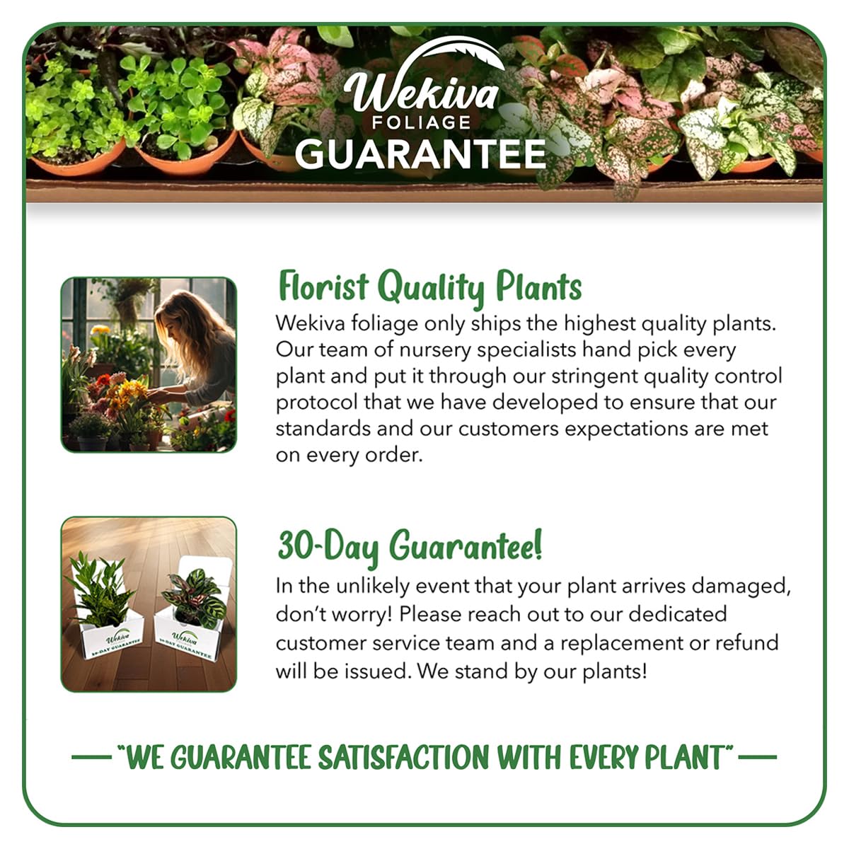 5 Live Banana Tree Plants in 4 Inch Growers Pots - Edible Fruit Bearing Tree for Patio, Garden & Indoor Decor - Grower's Choice Based on Availability - Perfect for Tropical Landscaping & Home Gardening