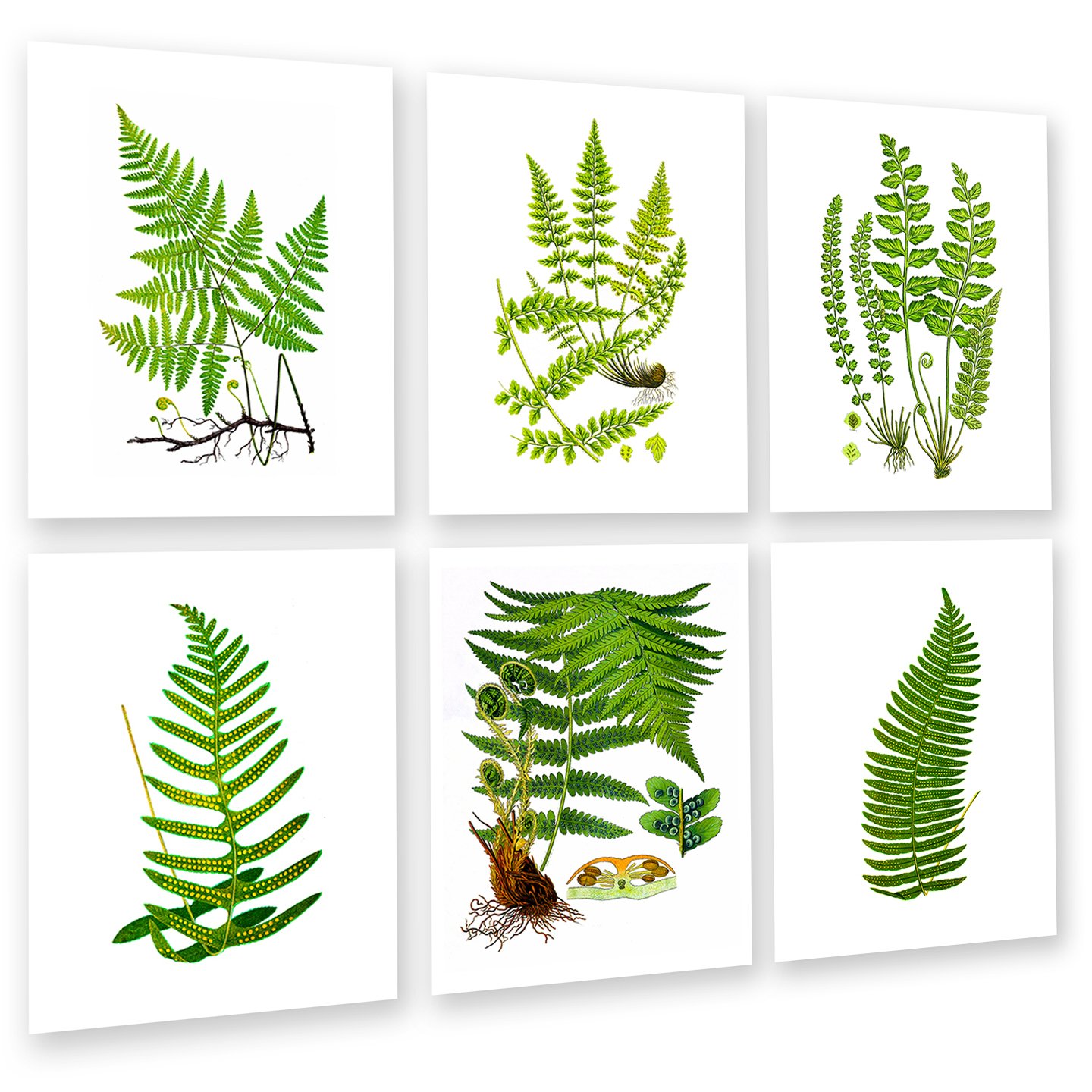 Gnosis Picture Archive Fern Greenery Wall Art Prints - Set of 6 Unframed Botanical Prints for Home Decor, Office, Living Room & Bedroom Wall Decor