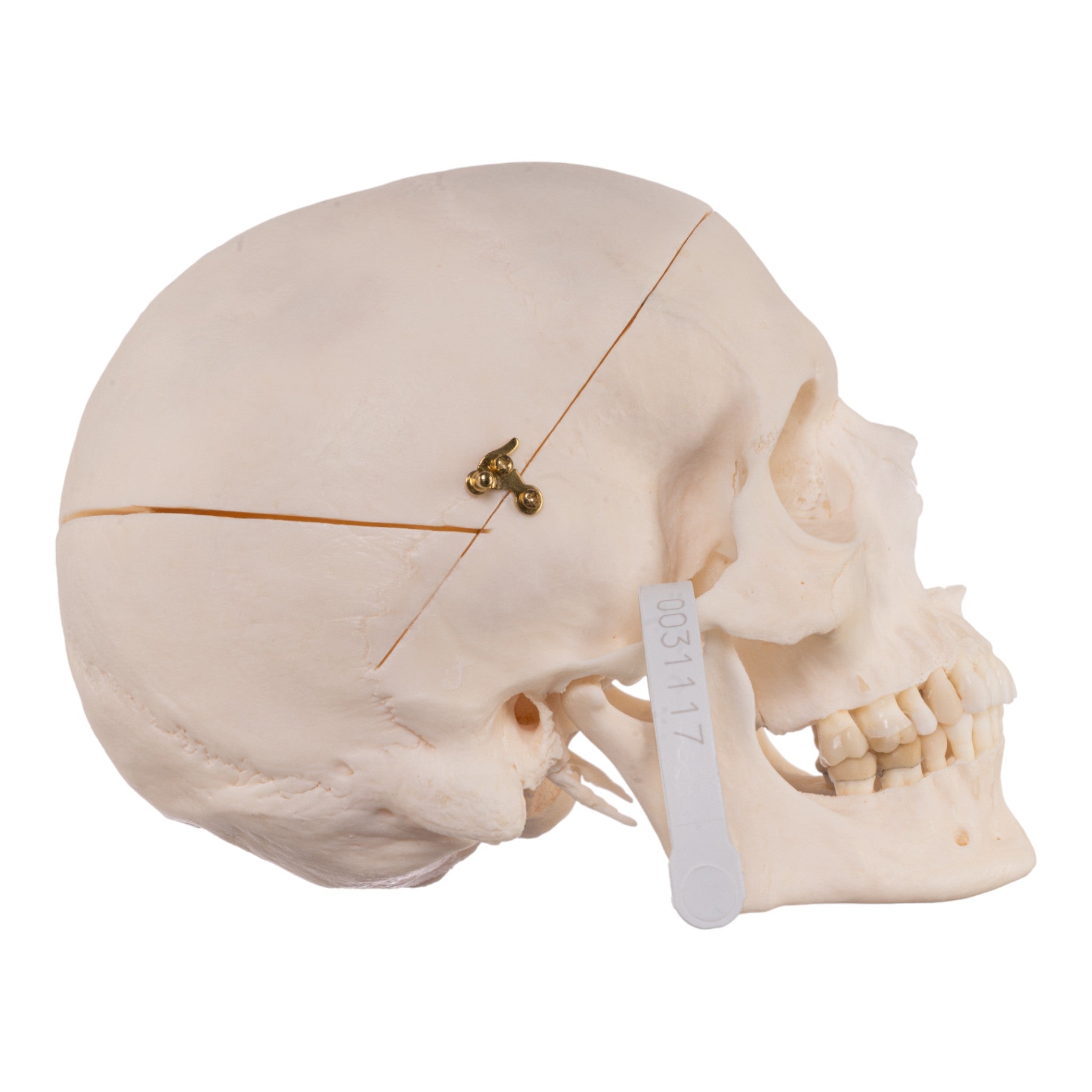 Authentic Human Skull Model for Medical Research & Anatomy Study - Perfect for Medical Training, Classroom Education & Halloween Decor