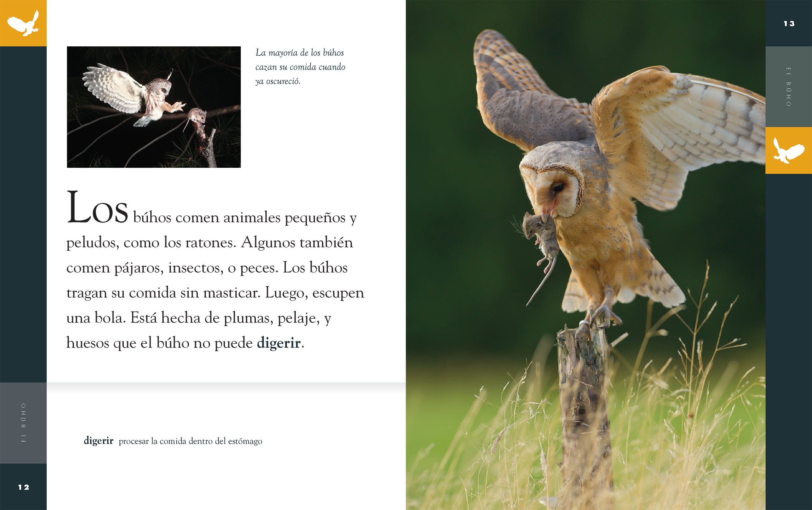 El Buho 9781640264700 - Children's Bilingual Book in English and Spanish - Perfect for Kids Learning Spanish or English, Storytime, and Classroom Reading