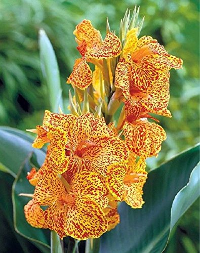 Premium Canna Stras Mix Bulbs (2 Pack) - Fast Growing Rhizomes with 2-3 Eyes - Heat & Humidity Resistant Plants for Tropical Gardens, Poolside Landscaping & Vibrant Outdoor Decor