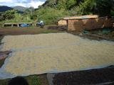 Organic Bolivia Caranavi AAA Green Coffee Beans (22 lbs) - Premium Quality for Home Roasting & Specialty Brewing