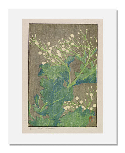 Edna Boies Hopkins Sea Cabbage Art Print - Vintage Botanical Wall Decor for Home, Office & Gallery - Perfect for Nature Lovers & Art Collectors