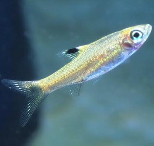 Emerald Eye Rasbora (Brevibora dorsiocellata) - Live Tropical Fish for Aquarium & Fish Tank | Perfect for Community Tanks & Nano Aquascapes