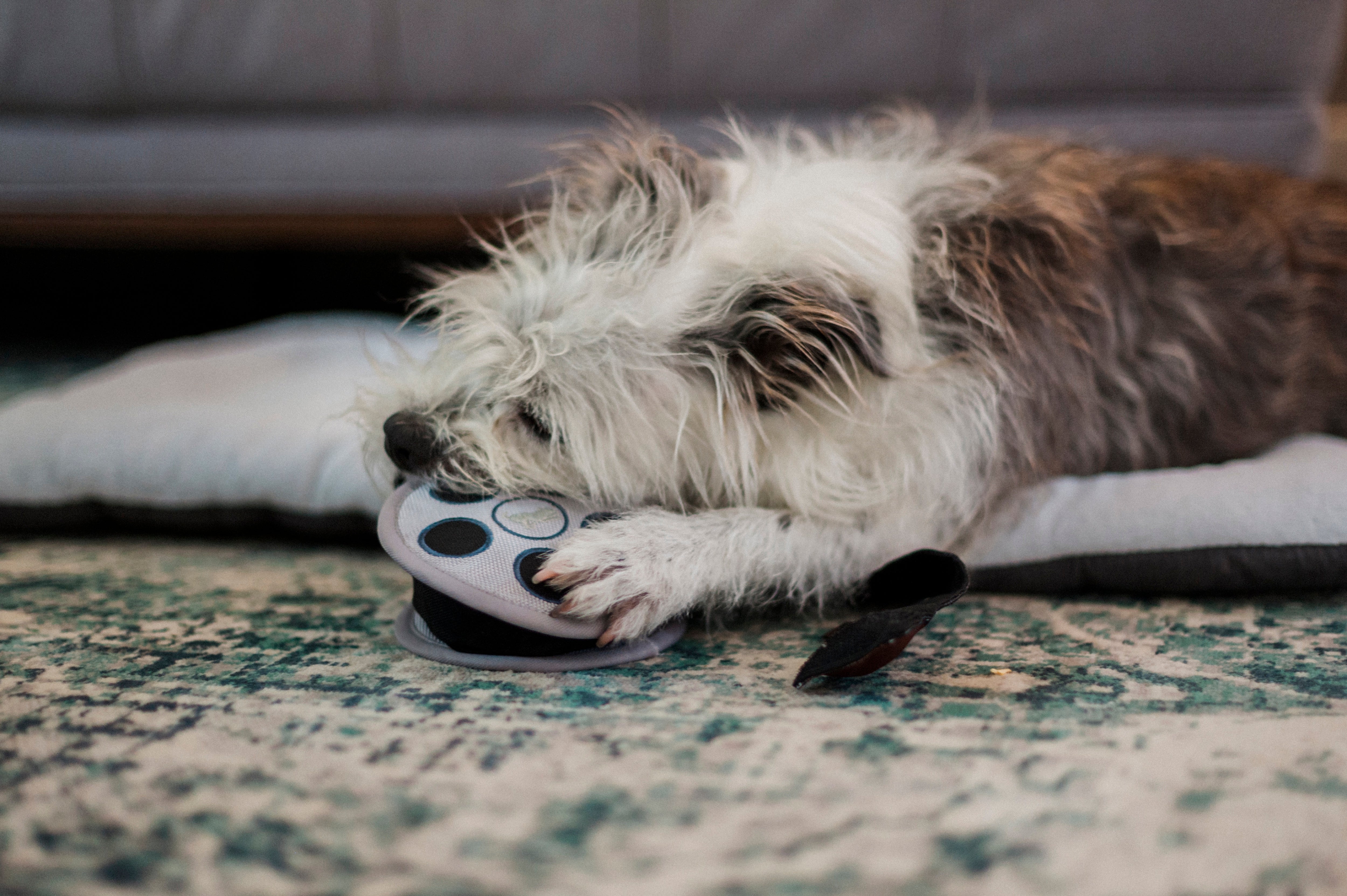 Hollywoof™ Dog Plush Toy with Film Reel Design - Durable Chew Toy for Small & Large Dogs - Perfect for Playtime, Training & Cuddling