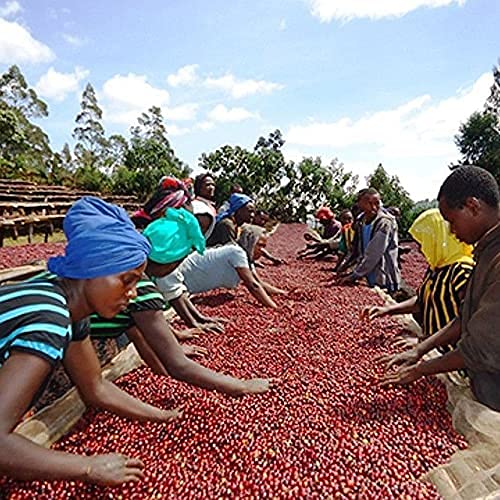 Premium AfriKin Ethiopian Harrar Artisan Ground Coffee - 100% Arabica, Organic Certified, Bold Flavor Medium Roast - Fresh Gourmet Coffee Beans (1lb/16oz) for Home Brewing, Office & Gifts