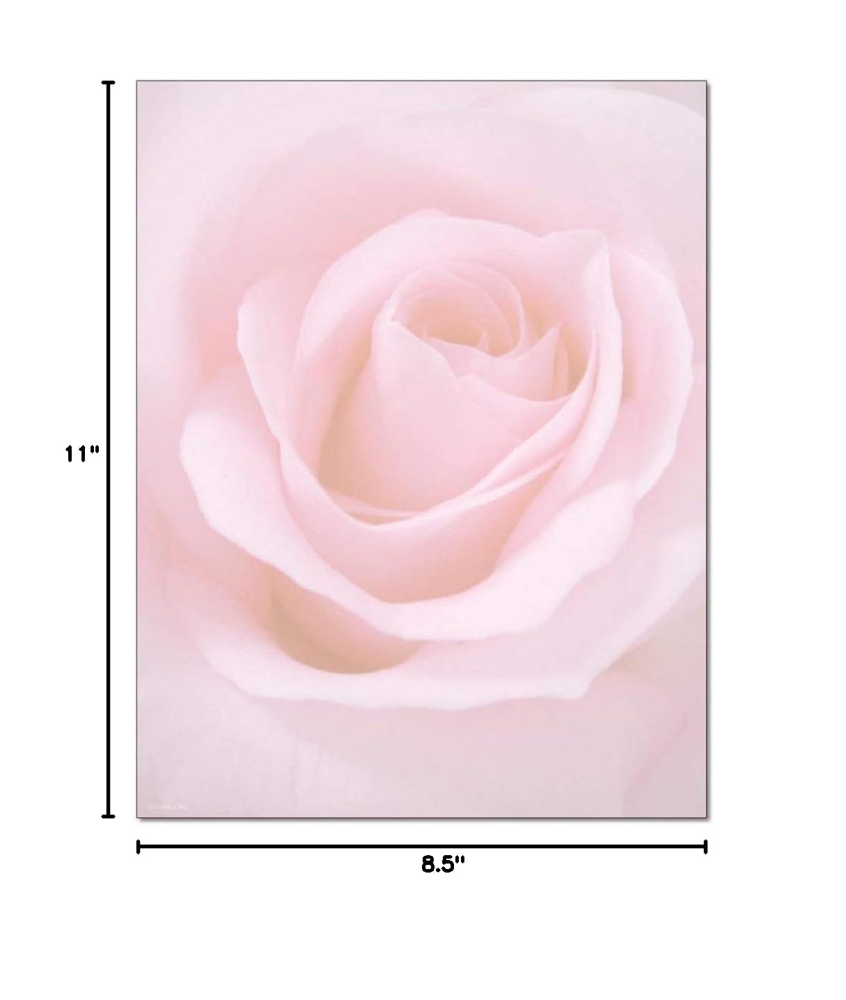 Blushing Rose Letterhead Stationery - 100 Sheets per Pack (1 Pack) - Elegant Floral Design for Wedding Invitations, Thank You Cards & Business Correspondence