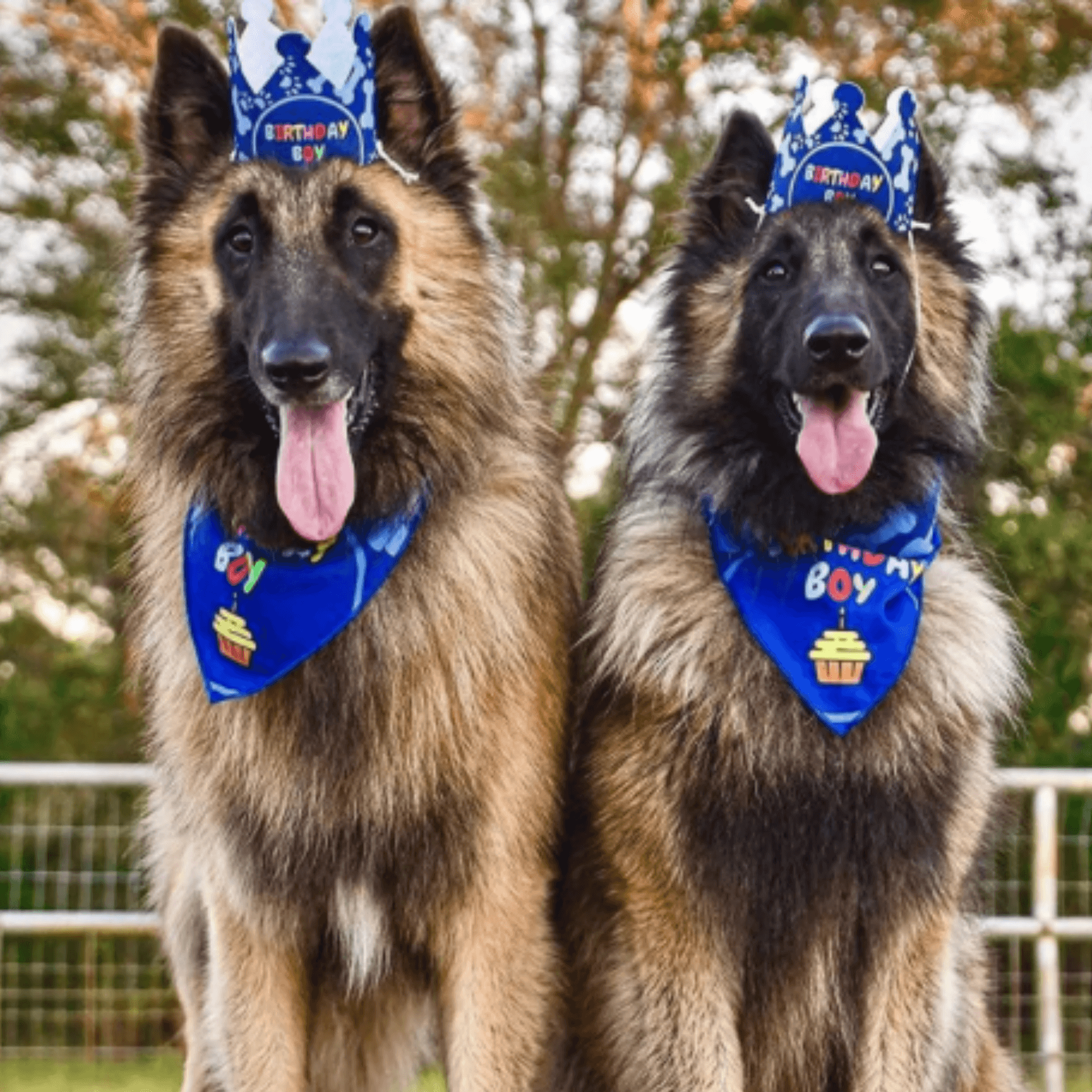 Blue Dog Birthday Crown, Bandana & Banner Set - Pet Party Decorations for Puppy Birthday Celebrations - Perfect for Dog Birthday Parties & Photo Shoots