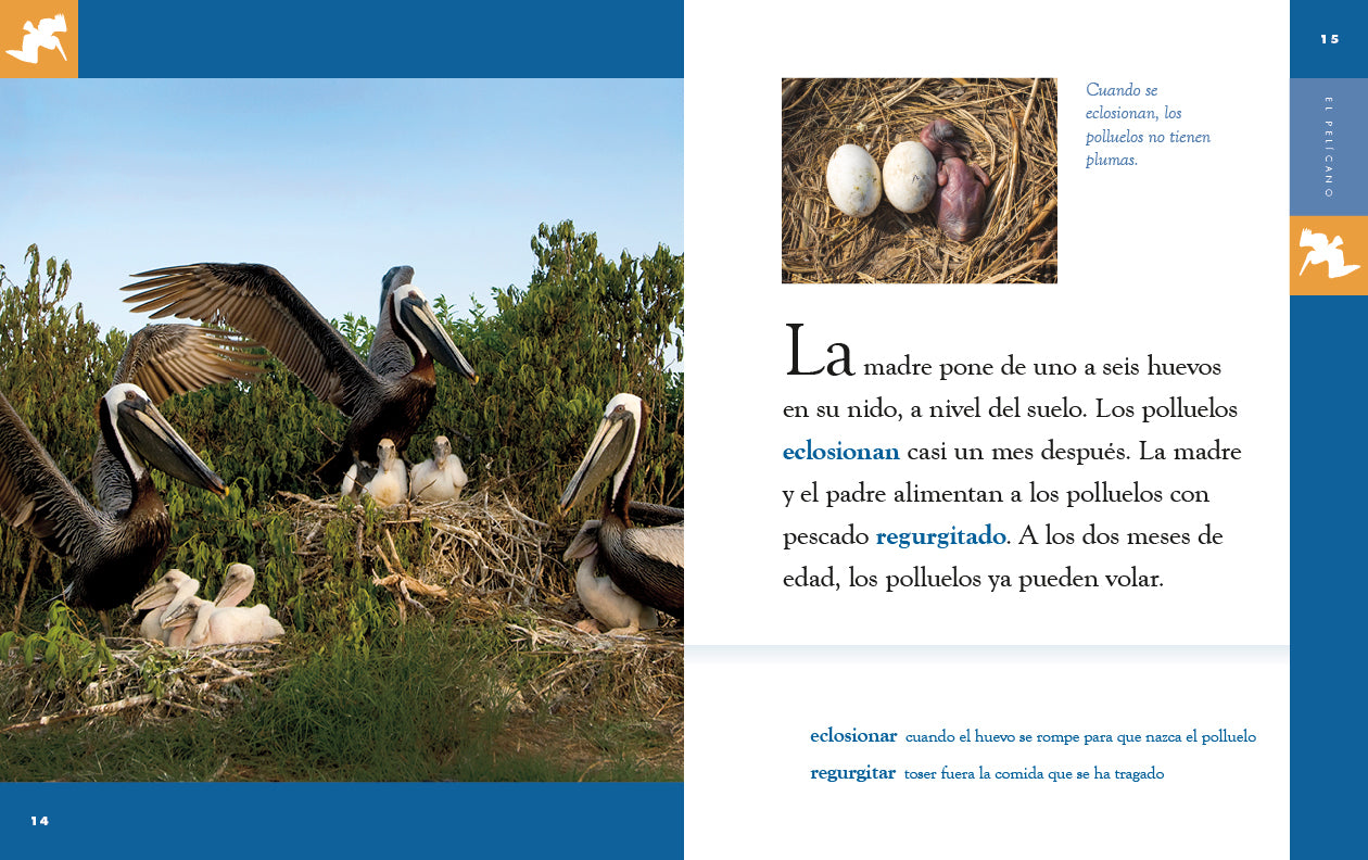 El Pelicano 9781640265905 - Bilingual Children's Book in English and Spanish - Perfect for Storytime, Classroom Learning & Bilingual Education