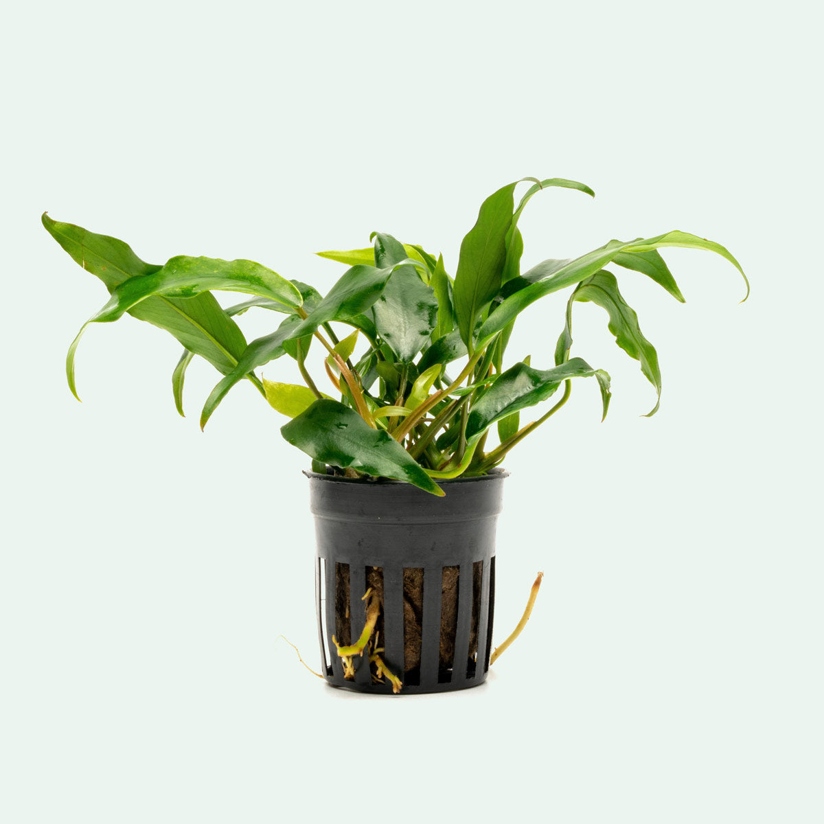 Anubias Minima Live Aquarium Plant - Low Light Freshwater Aquatic Plant for Fish Tanks, Aquascaping & Nano Tanks | Perfect for Beginners & Shrimp Tanks