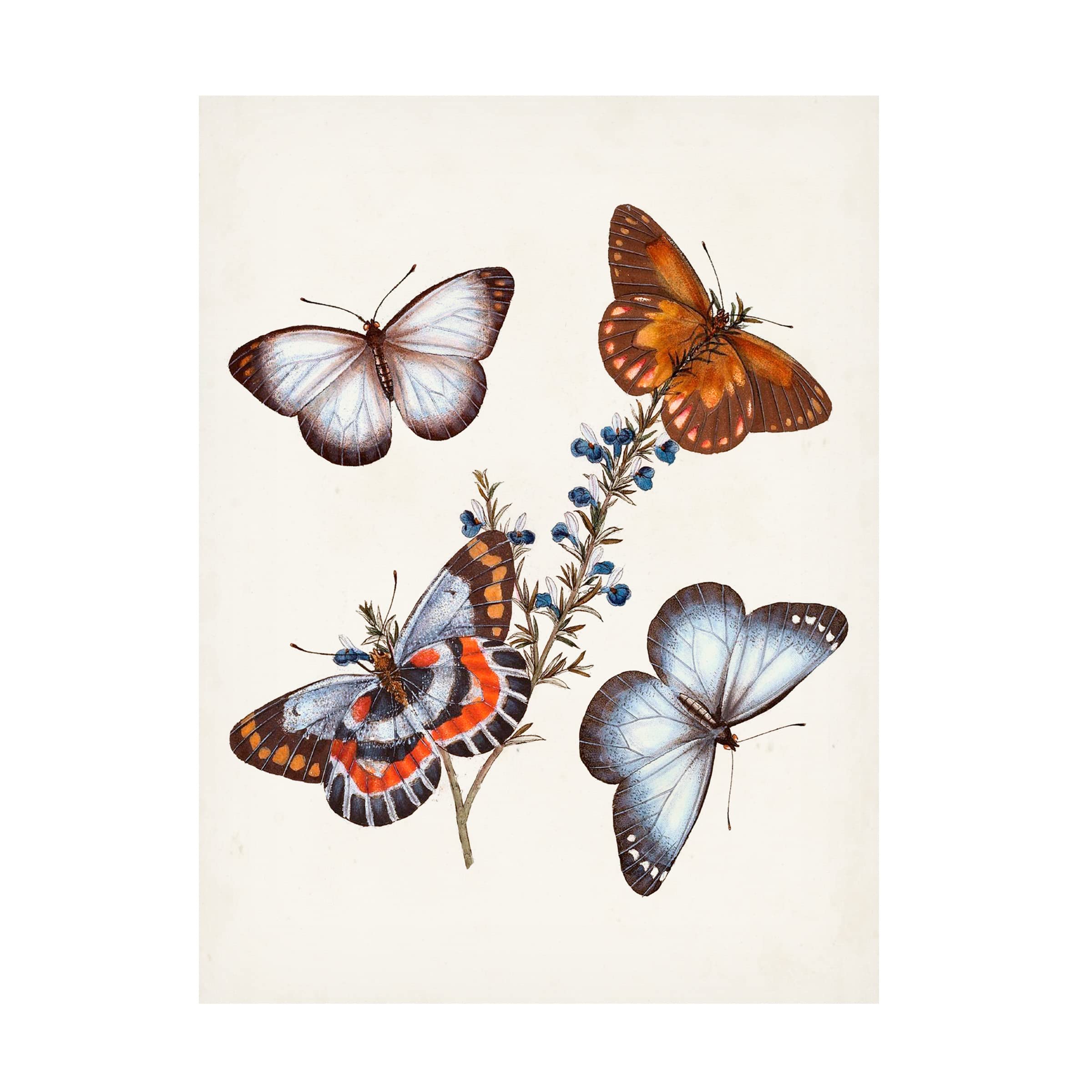 Trademark Fine Art 'Butterflies And Moths III' Canvas Wall Art Print - Vintage Insect Painting Home Decor for Living Room, Bedroom & Office