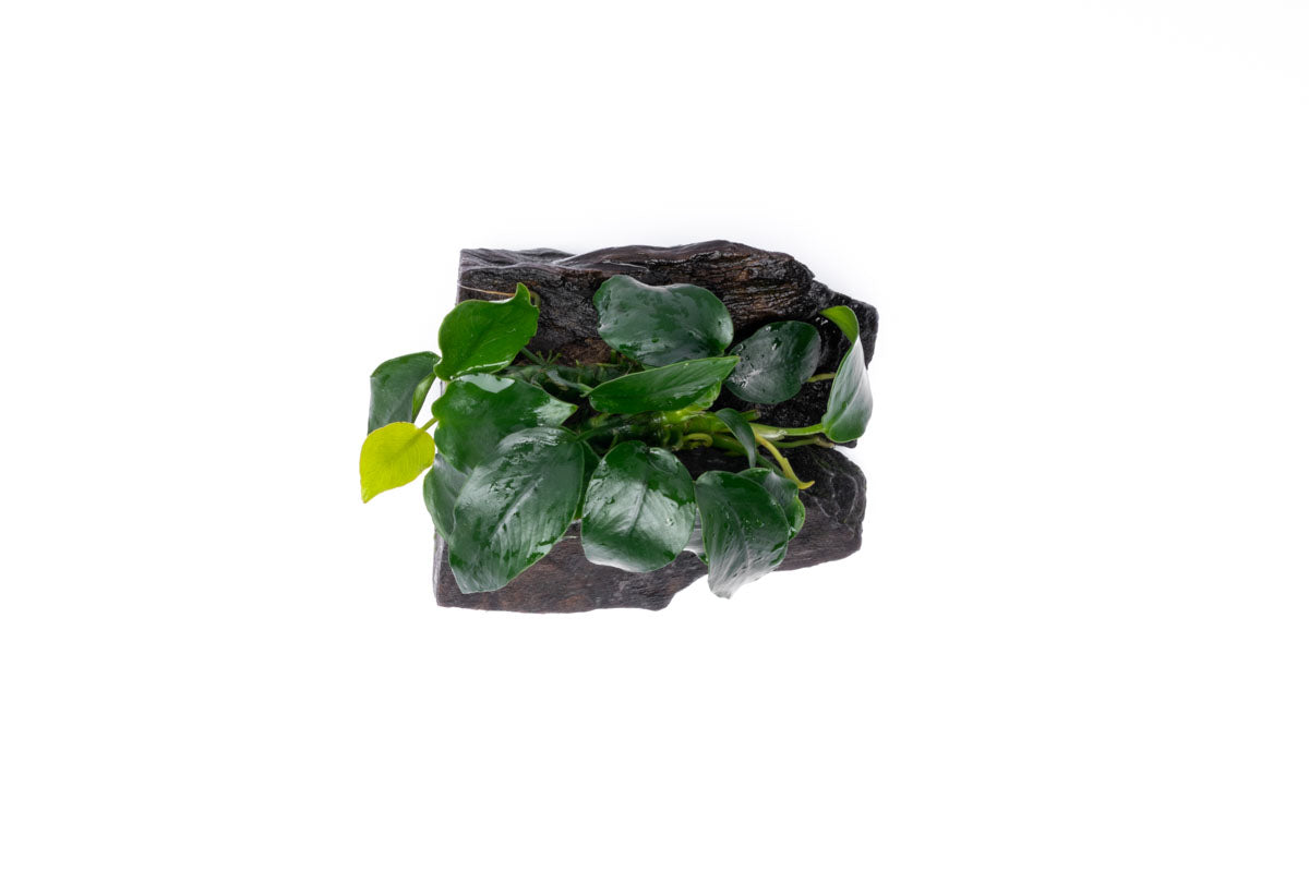 Anubias Nana on Driftwood - Live Aquarium Plant for Freshwater Fish Tanks - Perfect for Aquascaping, Shrimp Tanks & Low Light Aquariums