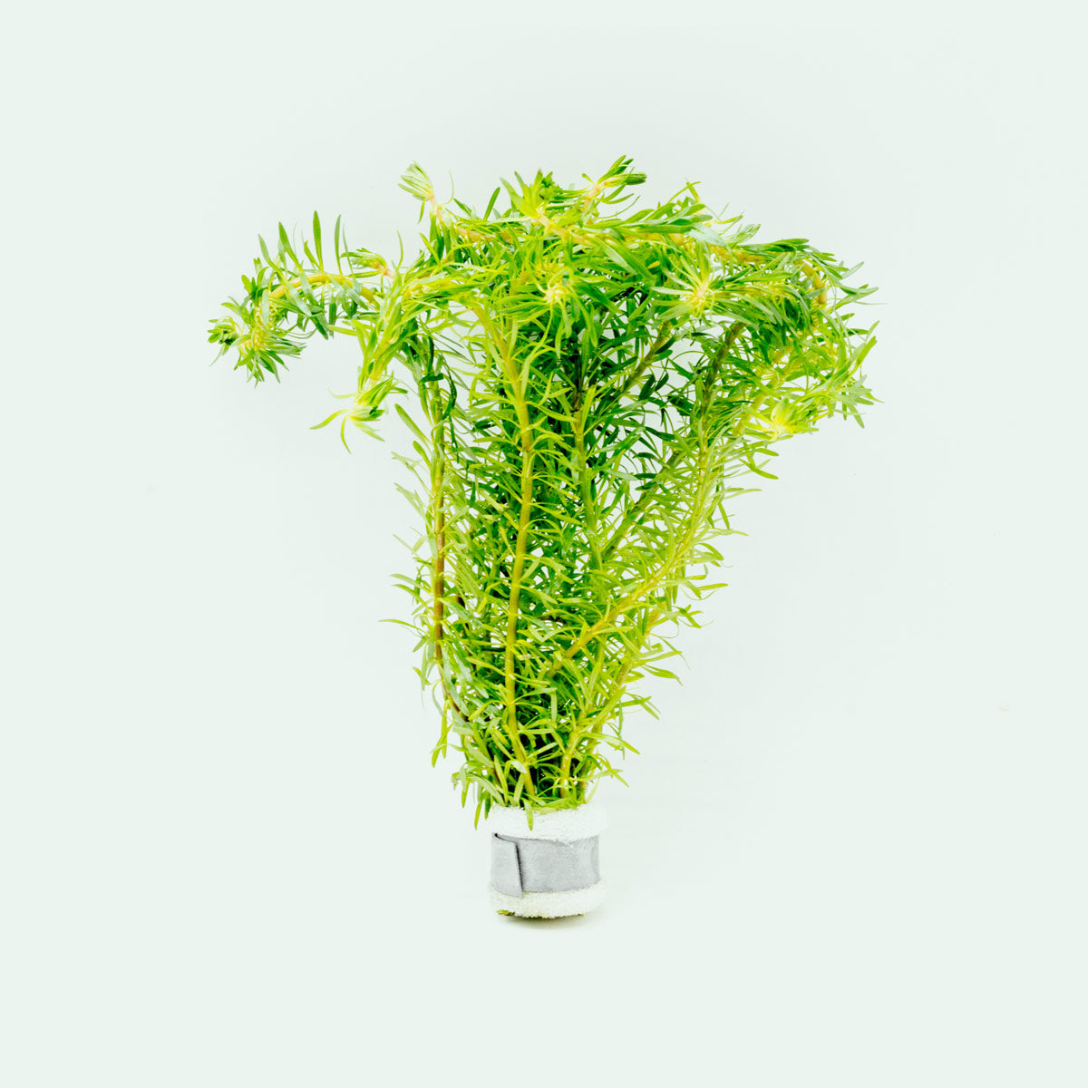 Rotala Bossii Red Aquarium Plant - Live Aquatic Stem Plant for Fish Tanks, Nano Tanks & Aquascaping | Perfect for Freshwater Planted Aquariums, Shrimp Tanks & Water Gardens