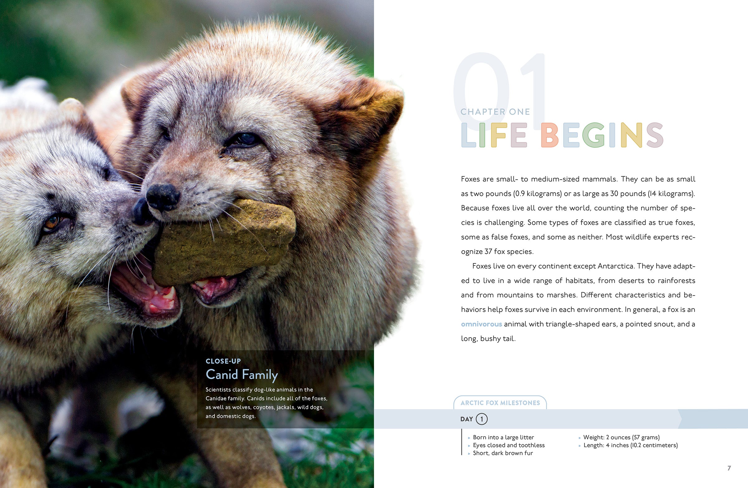 Original Fox 9798889891925 - Premium Quality Fox-Themed Collectible for Home Decor, Gifts & Fan Merchandise | Perfect for Animal Lovers, Nature Enthusiasts & Unique Home Decor