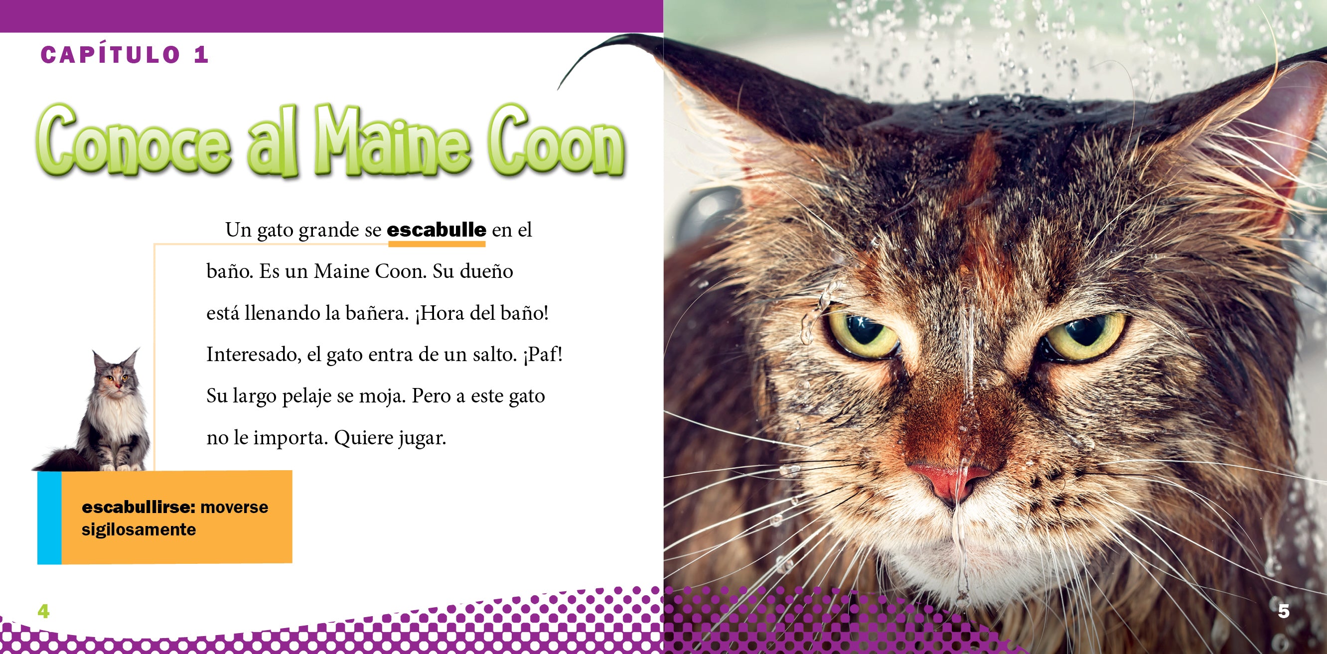 Premium Maine Coon Cat Supplies & Accessories for Large Breed Cats - Grooming, Toys & Care Essentials for Your Gentle Giant - Perfect for Indoor & Outdoor Play