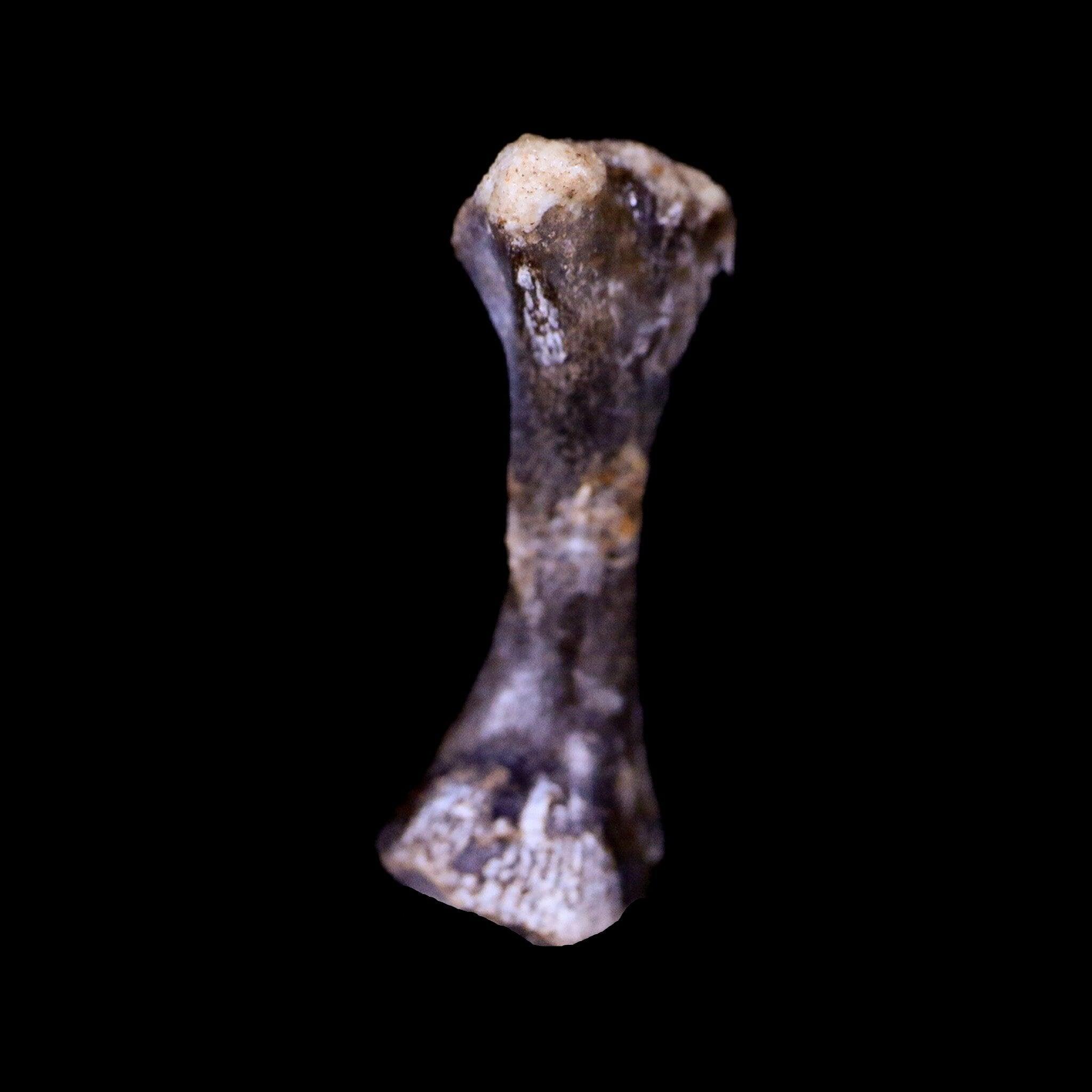 Authentic Captorhinus Aguti Fossil Femur Bone - Permian Age Reptile Specimen (299 Million Years Old) with COA - Perfect for Paleontology Collections, Educational Displays & Museum Exhibits
