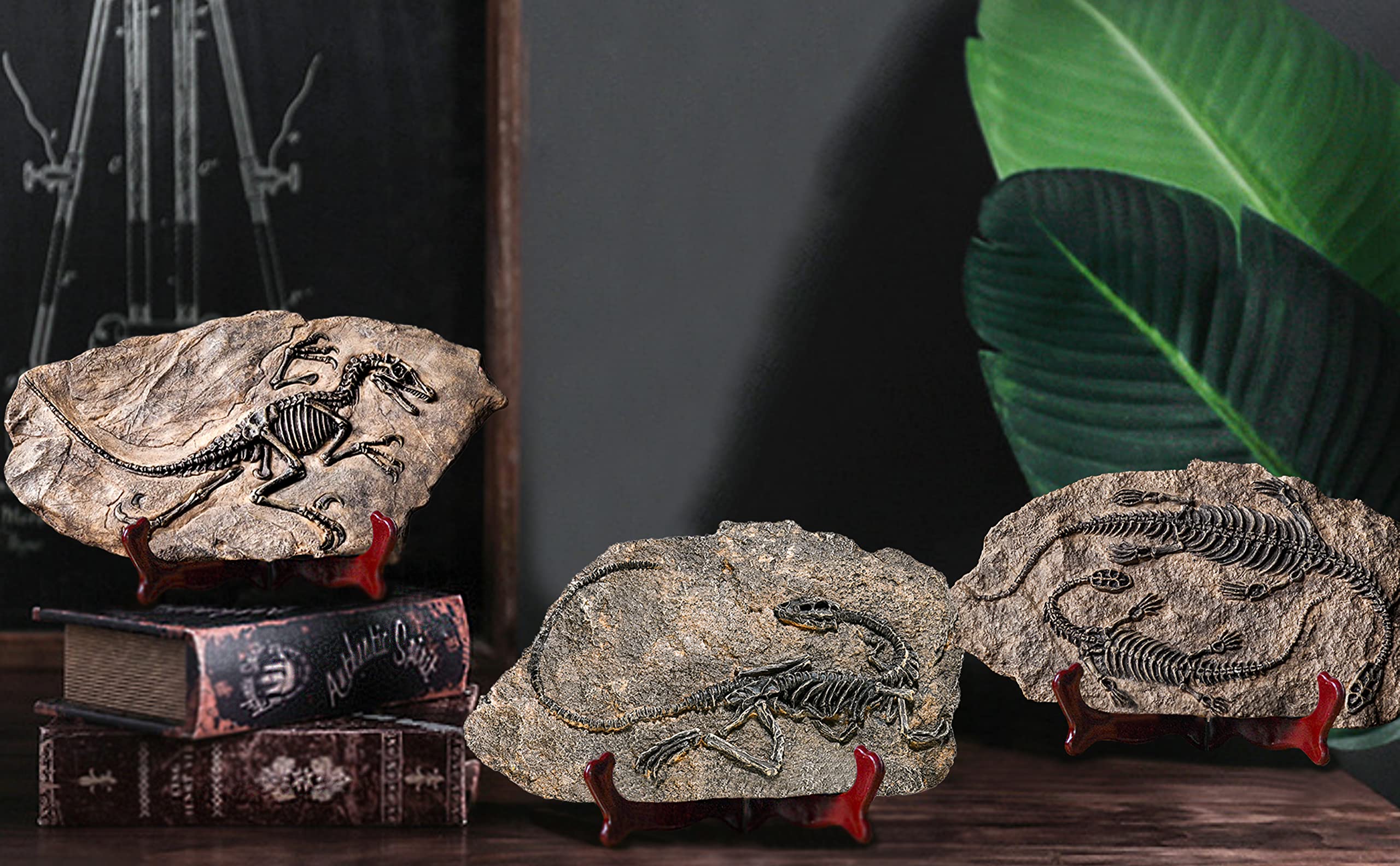 LAGOM HOUSE Plesiosaur Dinosaur Fossil Statue - Realistic Resin Dinosaur Model for Home Decor, Adult Collectibles & Educational Display | Perfect for Jurassic Themed Room, Office Decor, and Paleontology Enthusiasts