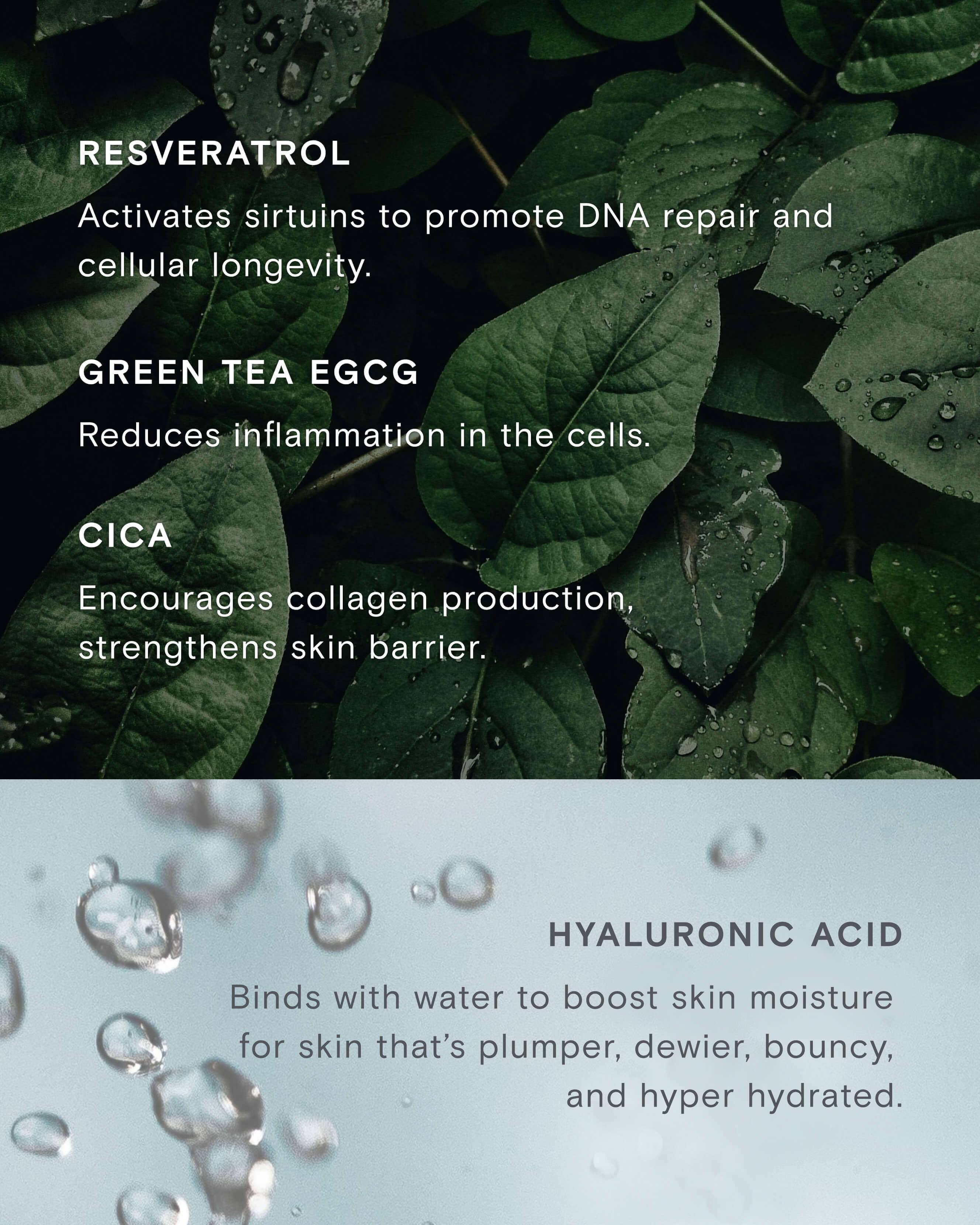 Calm Revival Green Tea Resveratrol Power Serum & Refill - Antioxidant Facial Treatment for Glowing Skin | Perfect for Daily Skincare Routine & Anti-Aging Care