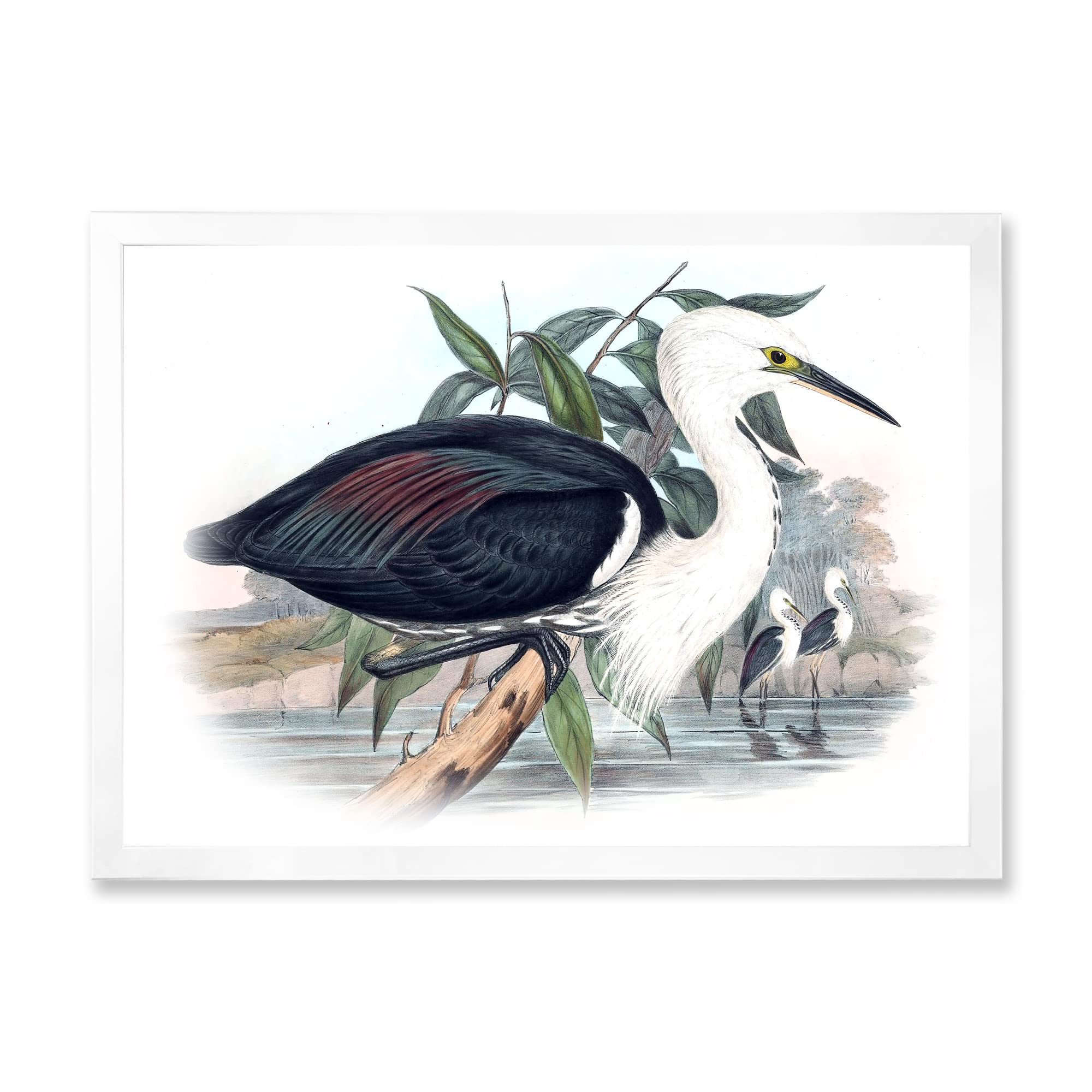 Vintage Birds of Australia Framed Wall Art - Traditional Home Decor for Living Room, Bedroom & Office | Unique Gift Idea