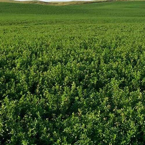 Buch4Land Ameristand 455TQ RR Alfalfa Seeds - 15 LB Bag | High-Yield Forage for Livestock & Hay Production | Perfect for Pastures, Dairy Farms & Horse Feed
