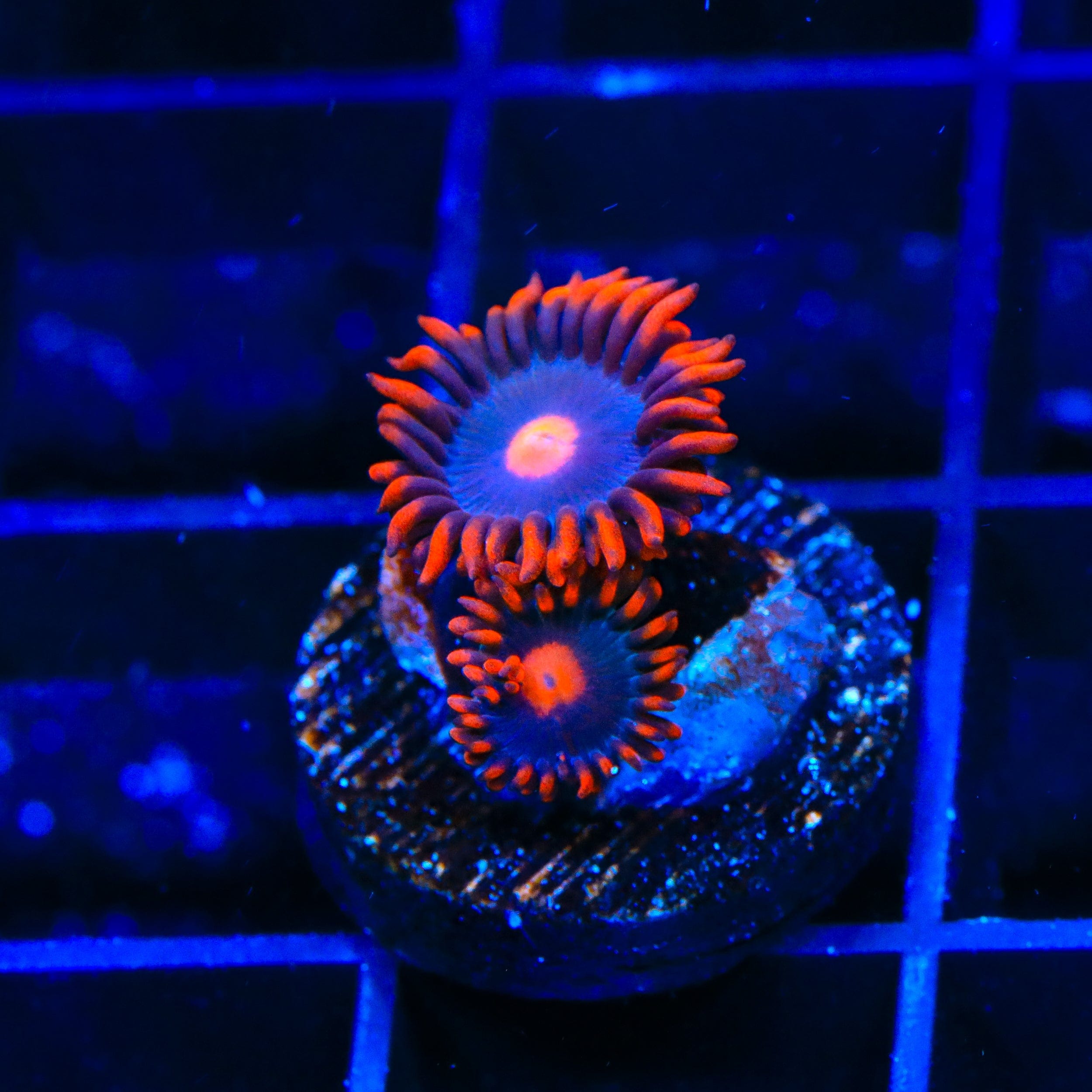 Premium Clementine Zoanthids Coral for Saltwater Aquariums - Vibrant Orange Coral for Reef Tanks & Marine Displays