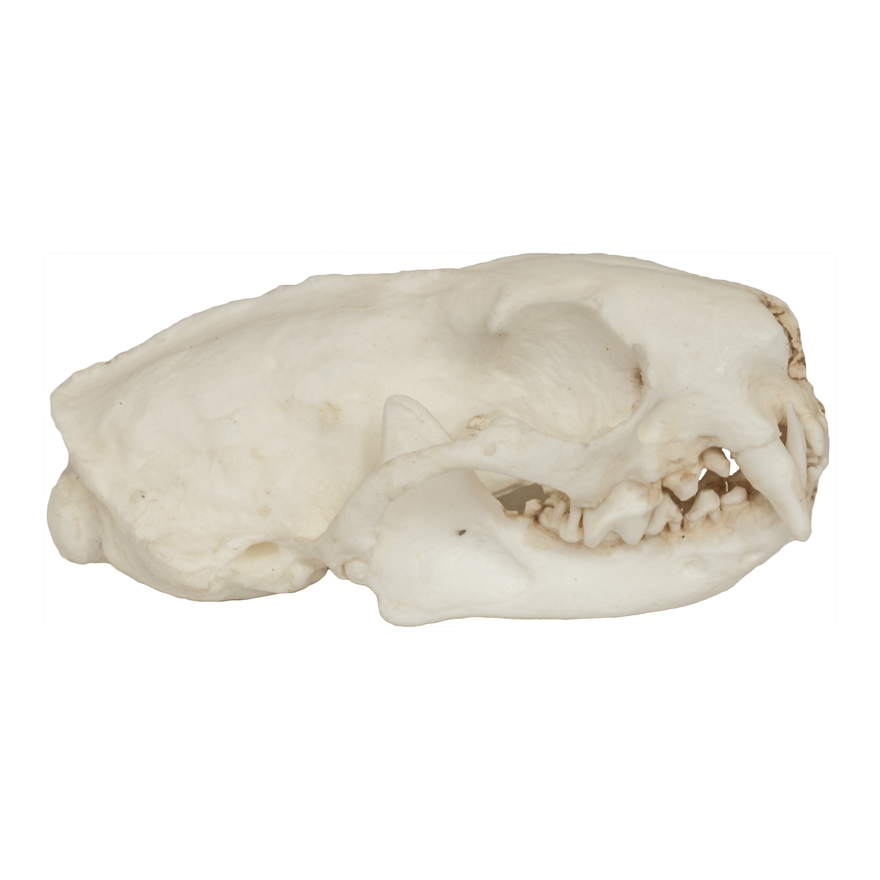 Authentic Replica Black-Footed Ferret Skull - Lifelike Animal Skull Model for Science Education, Home Decor & Halloween Props
