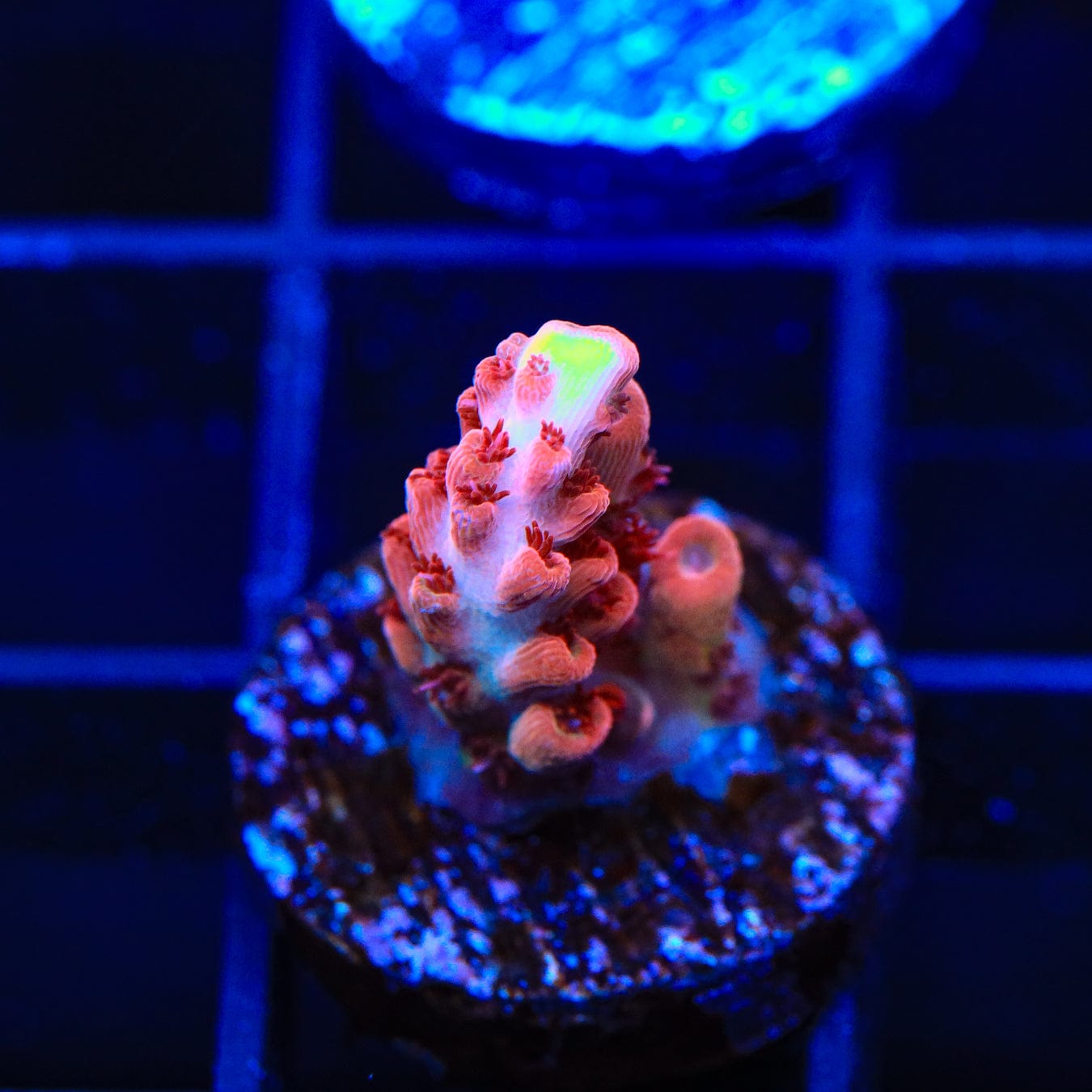 Premium CB Maleficent Acropora Coral for Saltwater Aquariums - Vibrant Purple SPS Coral for Reef Tanks & Marine Aquascaping