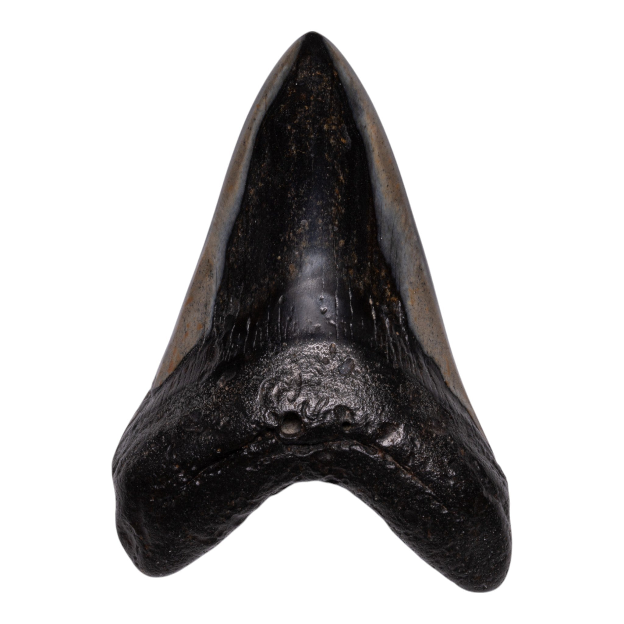 Authentic Megalodon Shark Tooth Fossil - Genuine Prehistoric Collector's Item for Display & Education | Perfect for Home Decor, Classroom, and Gift