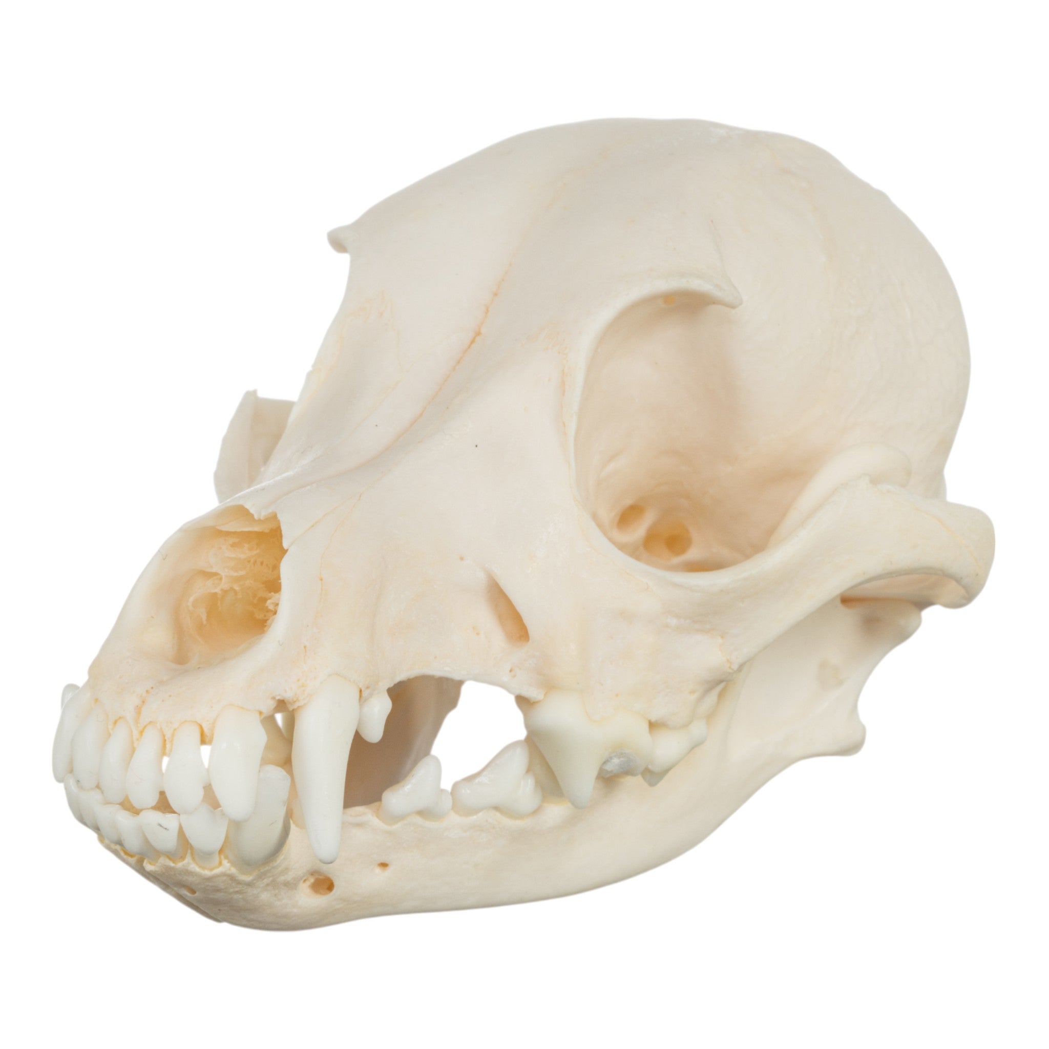 Authentic Jack Russell Terrier Dog Skull - Real Domestic Canine Specimen for Veterinary Study, Taxidermy & Gothic Decor