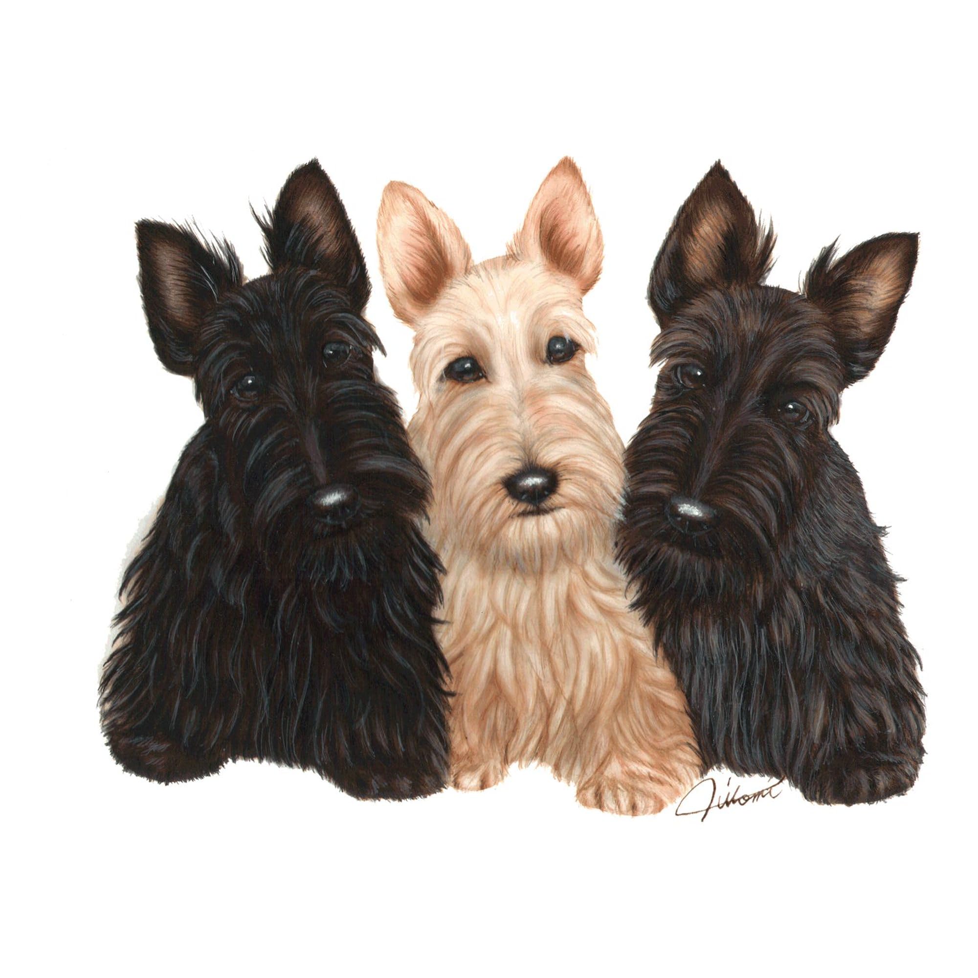 Scottish Terrier Puppies Oval Car Bumper Sticker - 3 Adorable Dogs Design, Waterproof Vinyl Decal for Cars, Laptops, Windows | Perfect for Pet Lovers & Scottish Terrier Fans