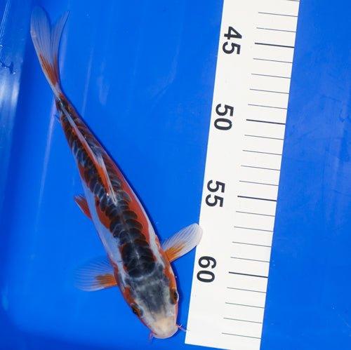Premium Hand-Selected Koi Fish for Sale - Vibrant Colors & Healthy Specimens | Perfect for Ponds, Aquariums & Japanese Garden Decor