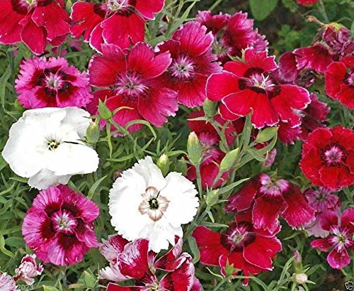 2000 Dianthus Chinensis Seeds - Baby Doll Mix in Crimson, Rose, Red, White & Bicolors | Fragrant Perennial Flowers for Garden Beds, Borders & Containers | Perfect for Cut Flower Arrangements