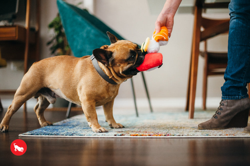 El Sushi Dog Plush Toy - International Classic™ Chew-Resistant Stuffed Animal for Dogs | Pet P.L.A.Y. | Perfect for Playtime, Cuddling & Training