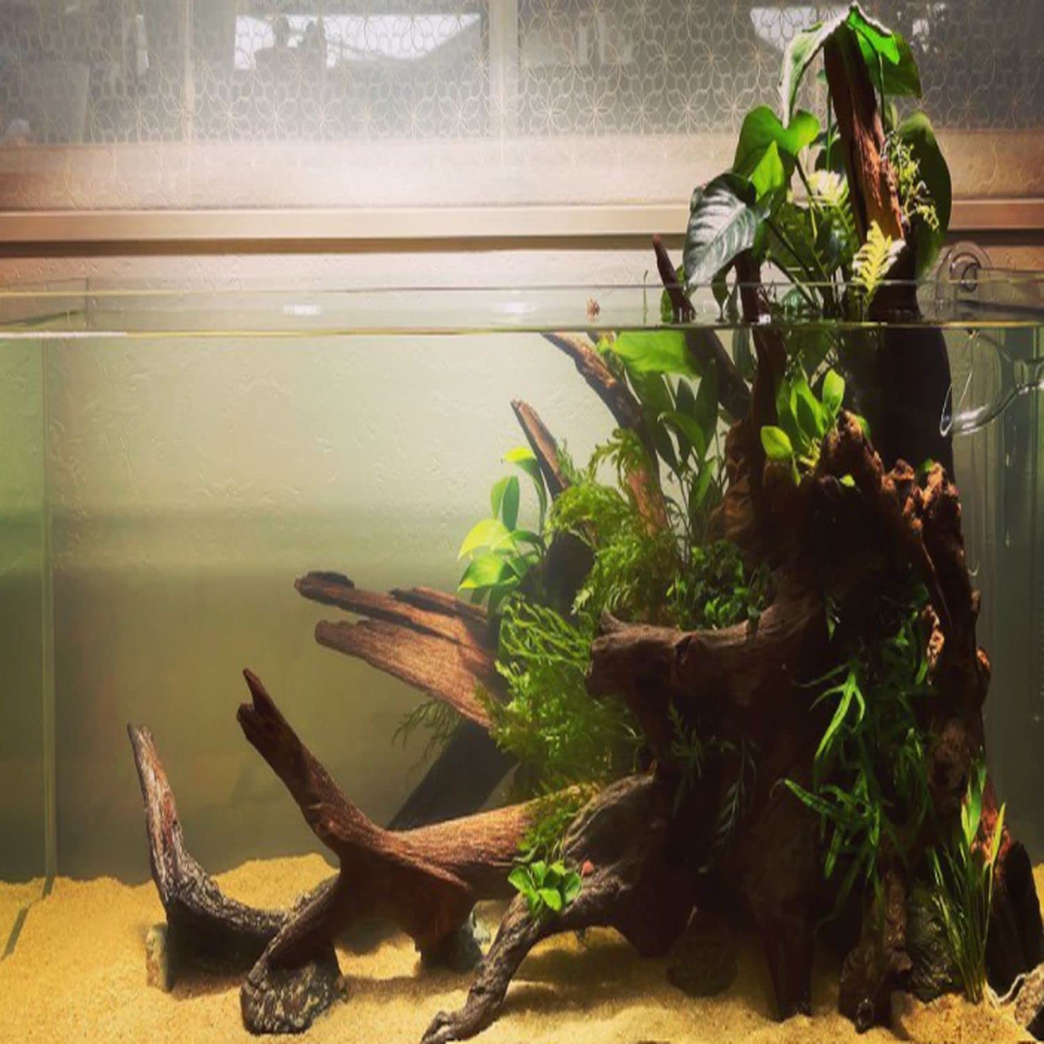 Anubias Barteri Broad Leaf Live Aquarium Plants - Freshwater Fish Tank Decorations - Aquatic Plants for Aquascaping & Shrimp Tanks - 3 Days Live Guaranteed - Perfect for Low Light Aquariums & Beginner Planted Tanks