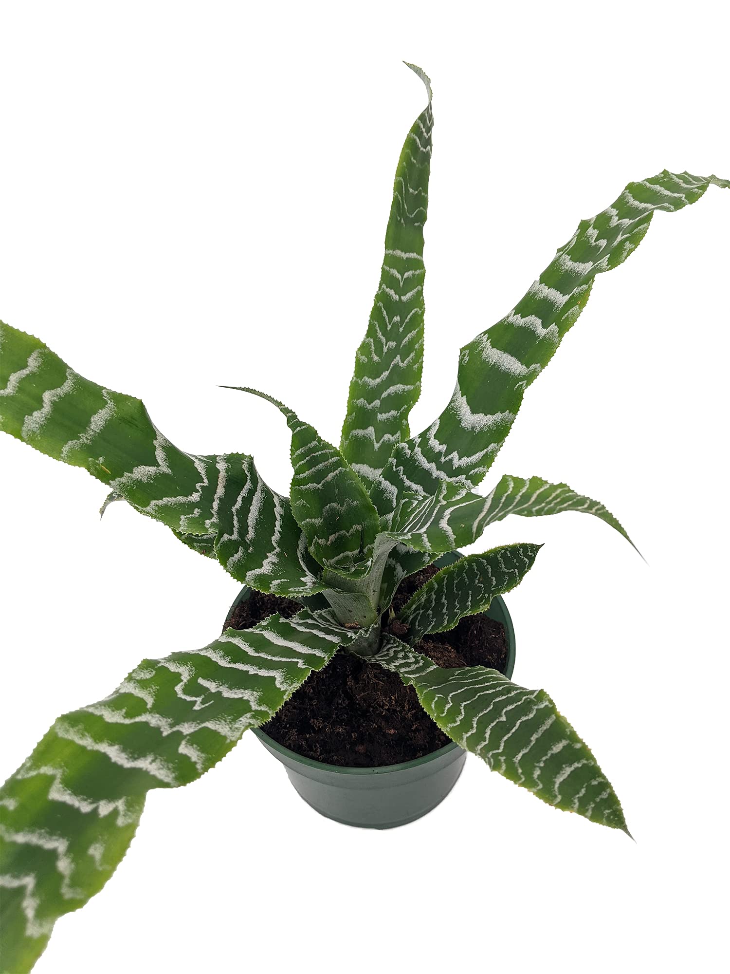 Cryptanthus Betty Earth Star Plant - Easy to Grow Indoor Houseplant in 5
