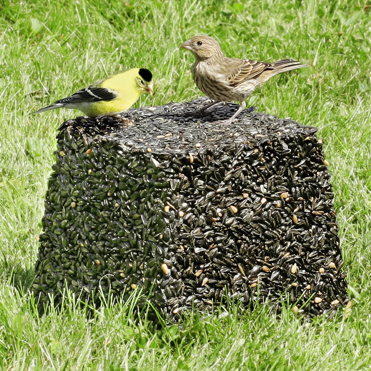 Premium Black Oil Sunflower Seed Jumbo Block - High Energy Wild Bird Food for Year-Round Feeding - Attracts Cardinals, Finches & Woodpeckers - Perfect for Backyard Bird Feeders & Wildlife Habitats